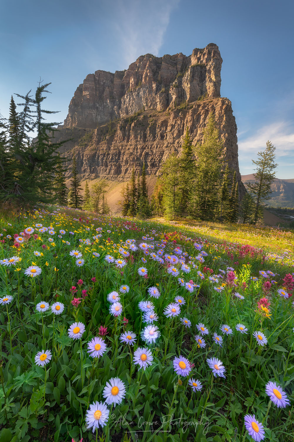 Meadows of purple aster wildflowers at Boulder Pass. Glacier National Park #66970or