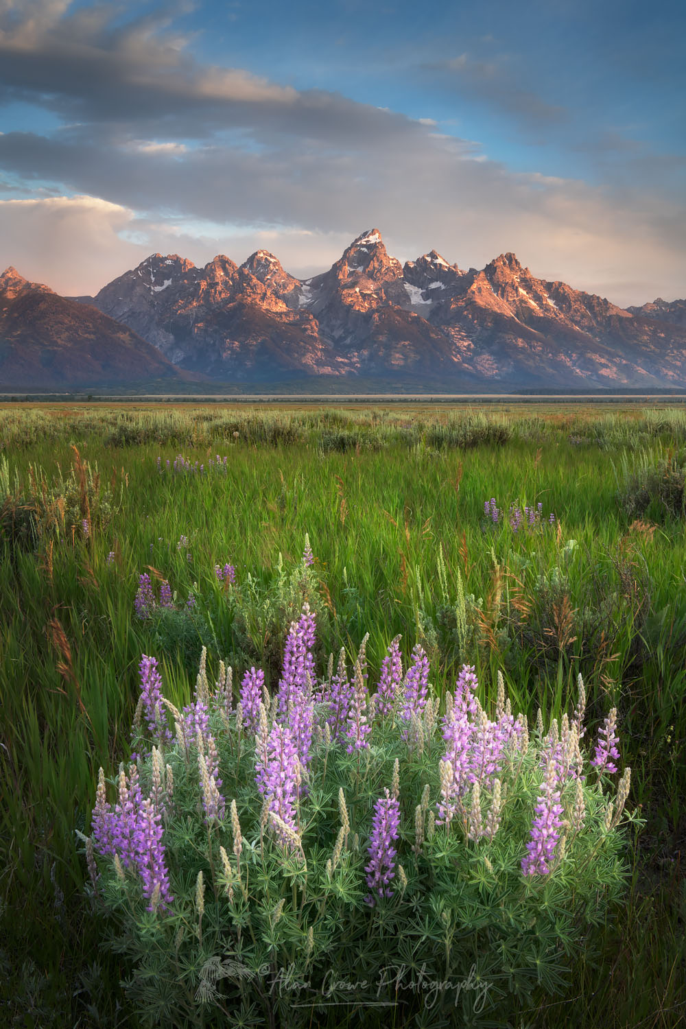 Antelope Flats lupines and sagebrush. Grand Teton National Park #69381or