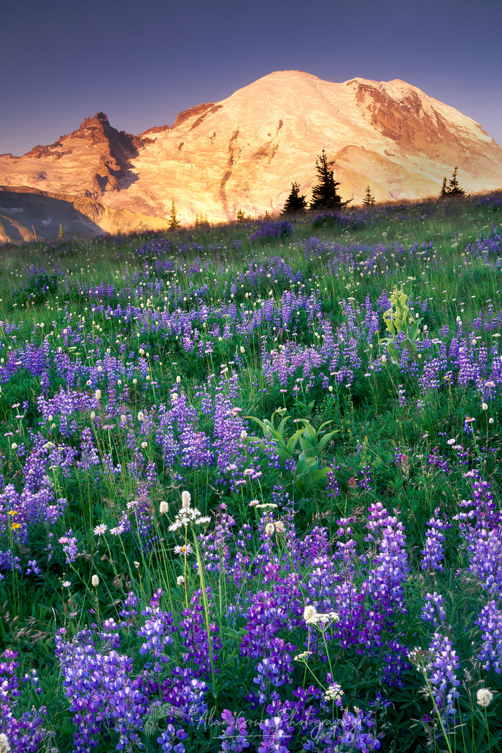 Mount Rainier from meadows of Yakima Park, Mount Rainier National Park Washington #3489
