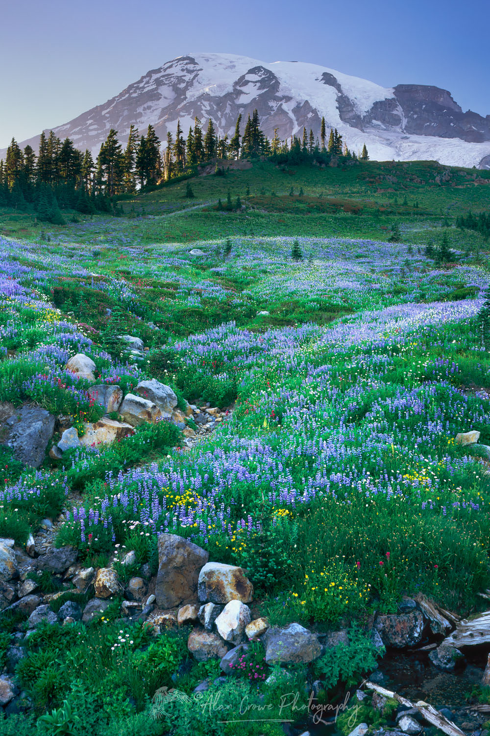 Mount Rainier from wildflower meadows of Paradise, Mount Rainier National Park Washington #3499
