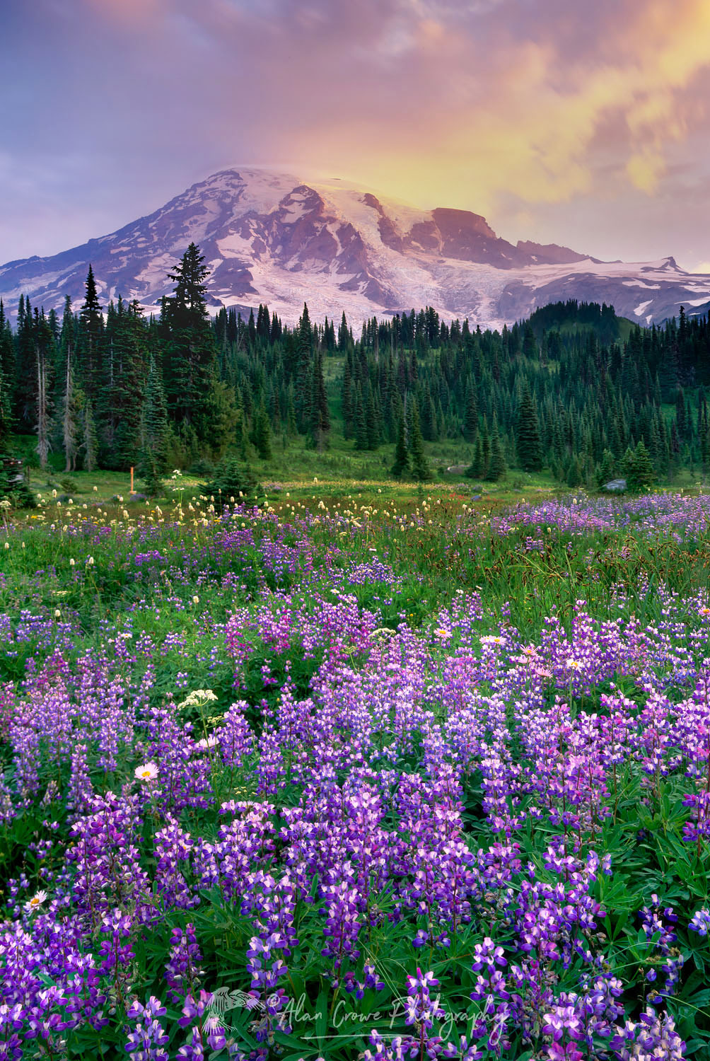 Mount Rainier from wildflower meadows of Paradise, Mount Rainier National Park Washington #3521b