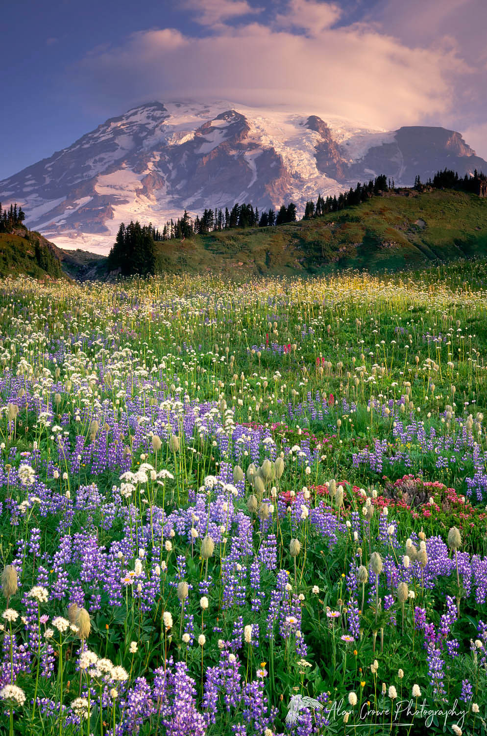 Mount Rainier, wildflower meadows of Paradise, Mount Rainier National Park Washington #3484