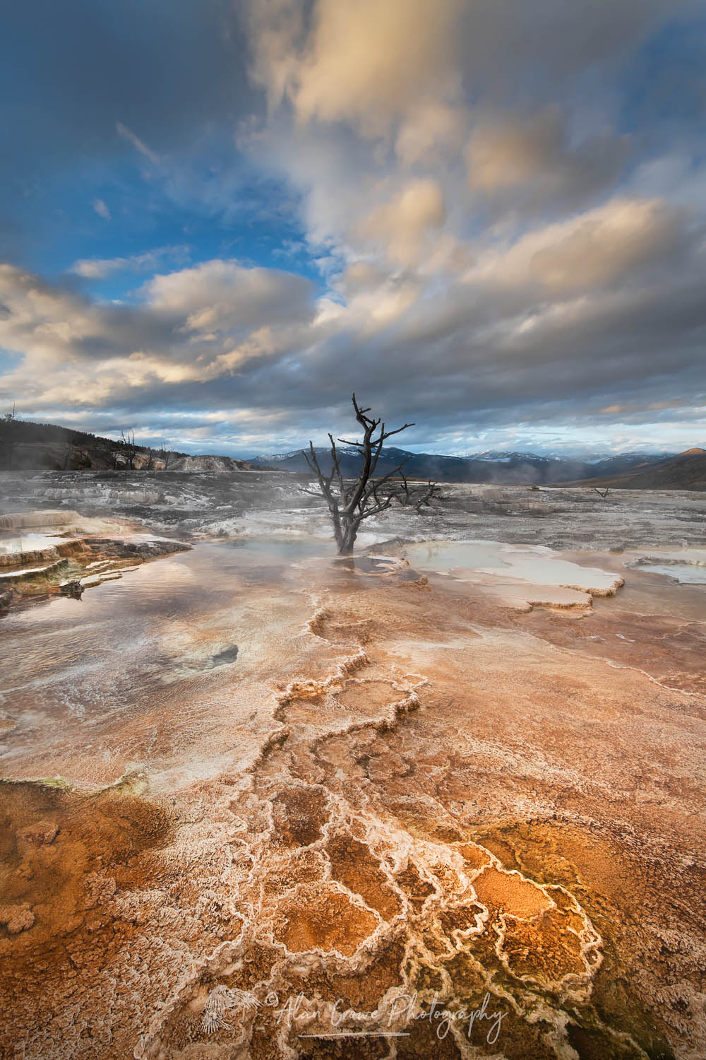 Dead trees entombed in travertine deposits colored by thermophilic bacteria. Upper Terraces of Mammoth Hot Springs, Yellowstone National Park #68025