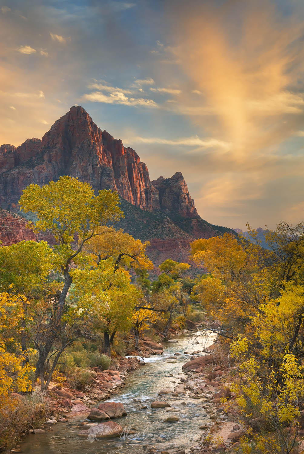 Autumn along the Virgin River, The Watchman in the distance, Zion National Park #09187