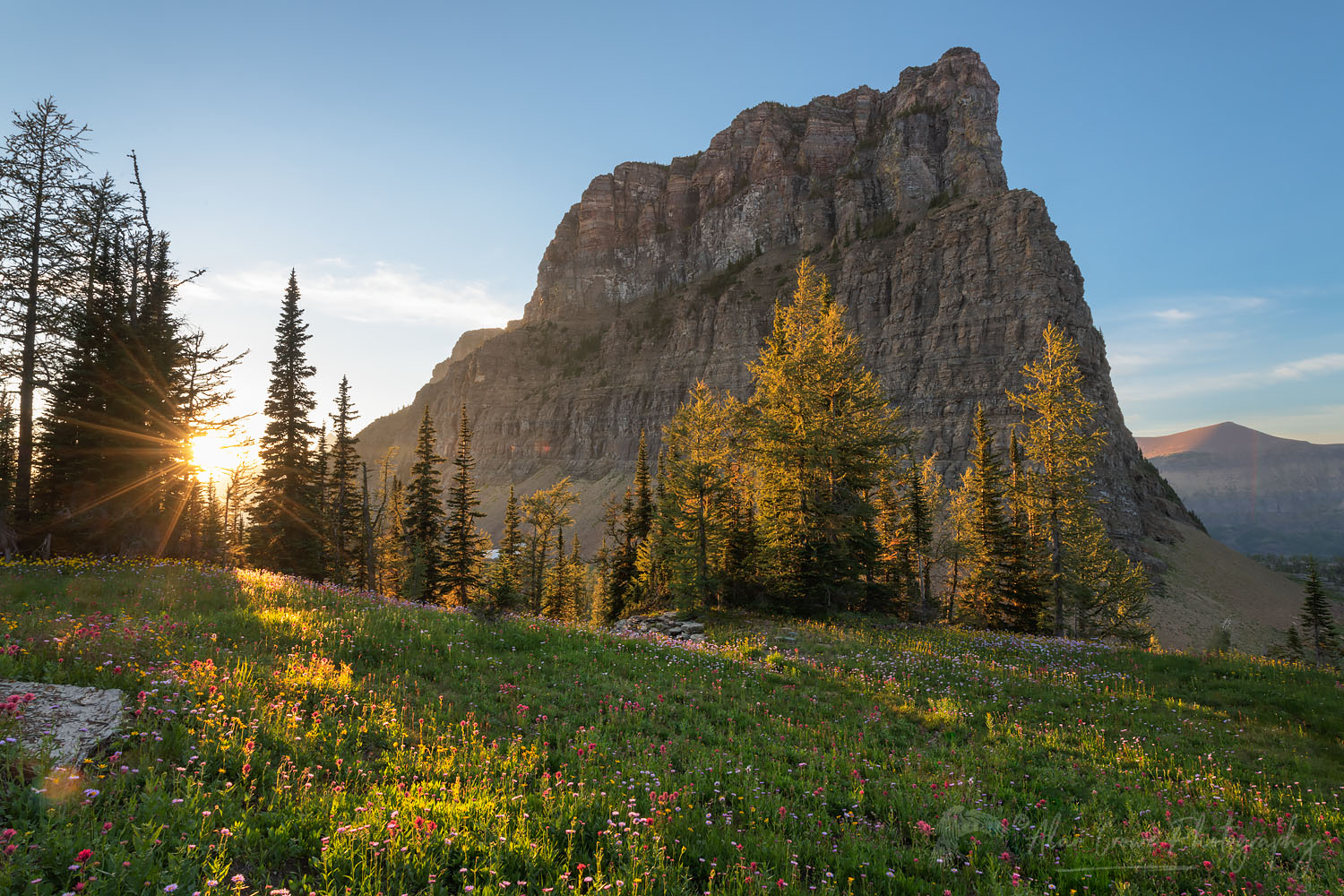 Wildflower meadows at sunset. Boulder Pass, Glacier National Park Montana #69883