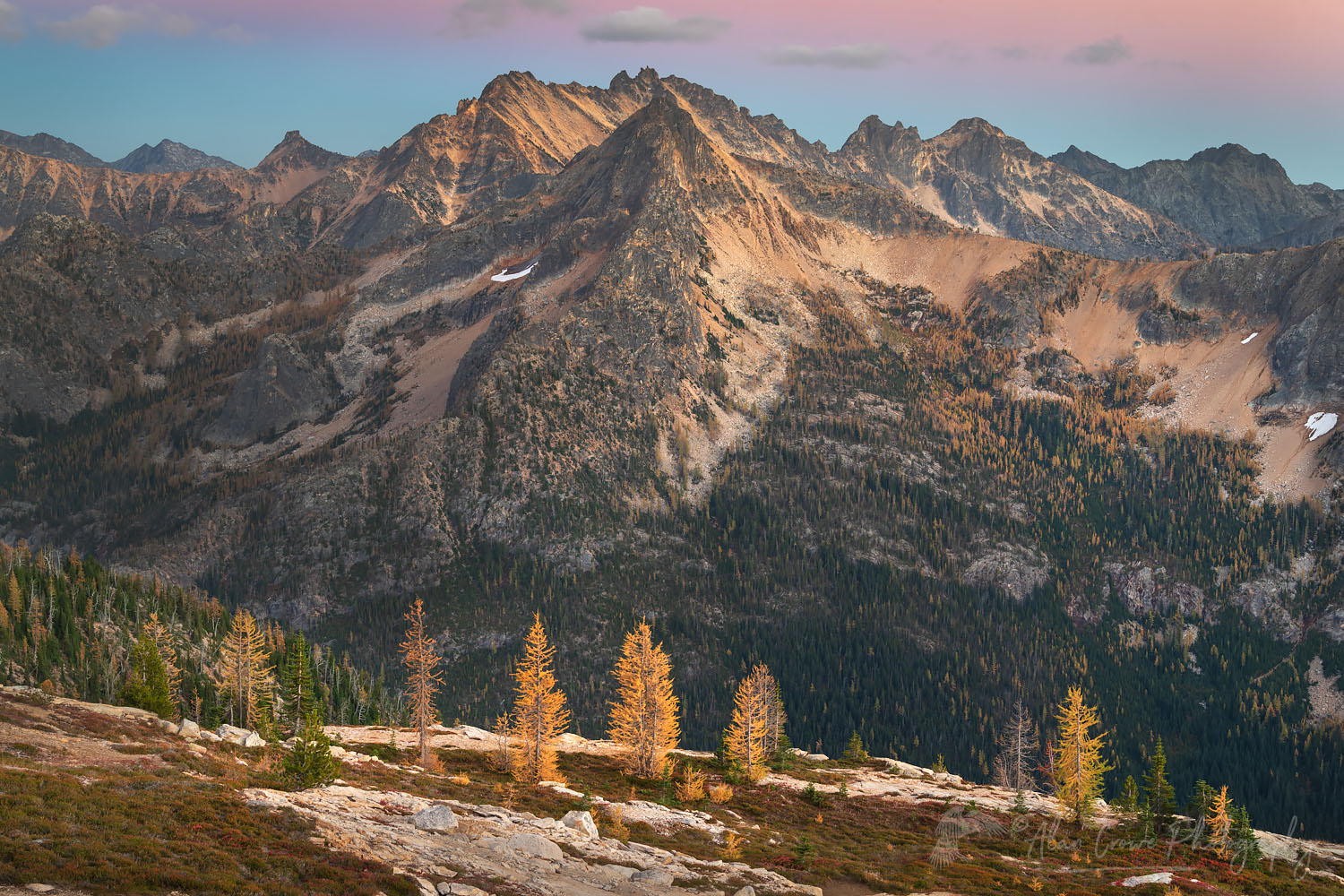 Subalpine Larches (Larix lyallii) in golden autumn color at Cutthroat Pass. North Cascades Washington #70523