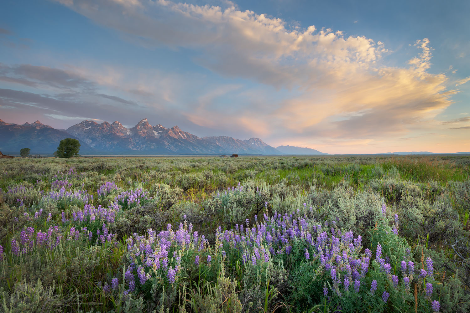 Antelope Flats lupines and sagebrush. Grand Teton National Park #69380