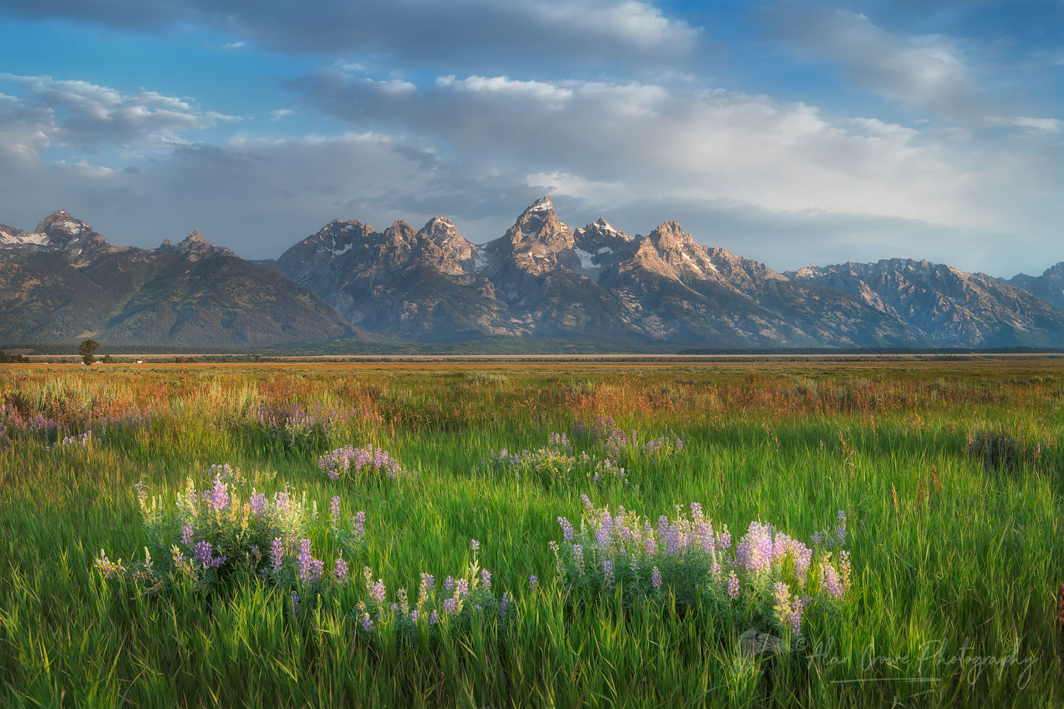 Antelope Flats lupines and sagebrush. Grand Teton National Park #69397or