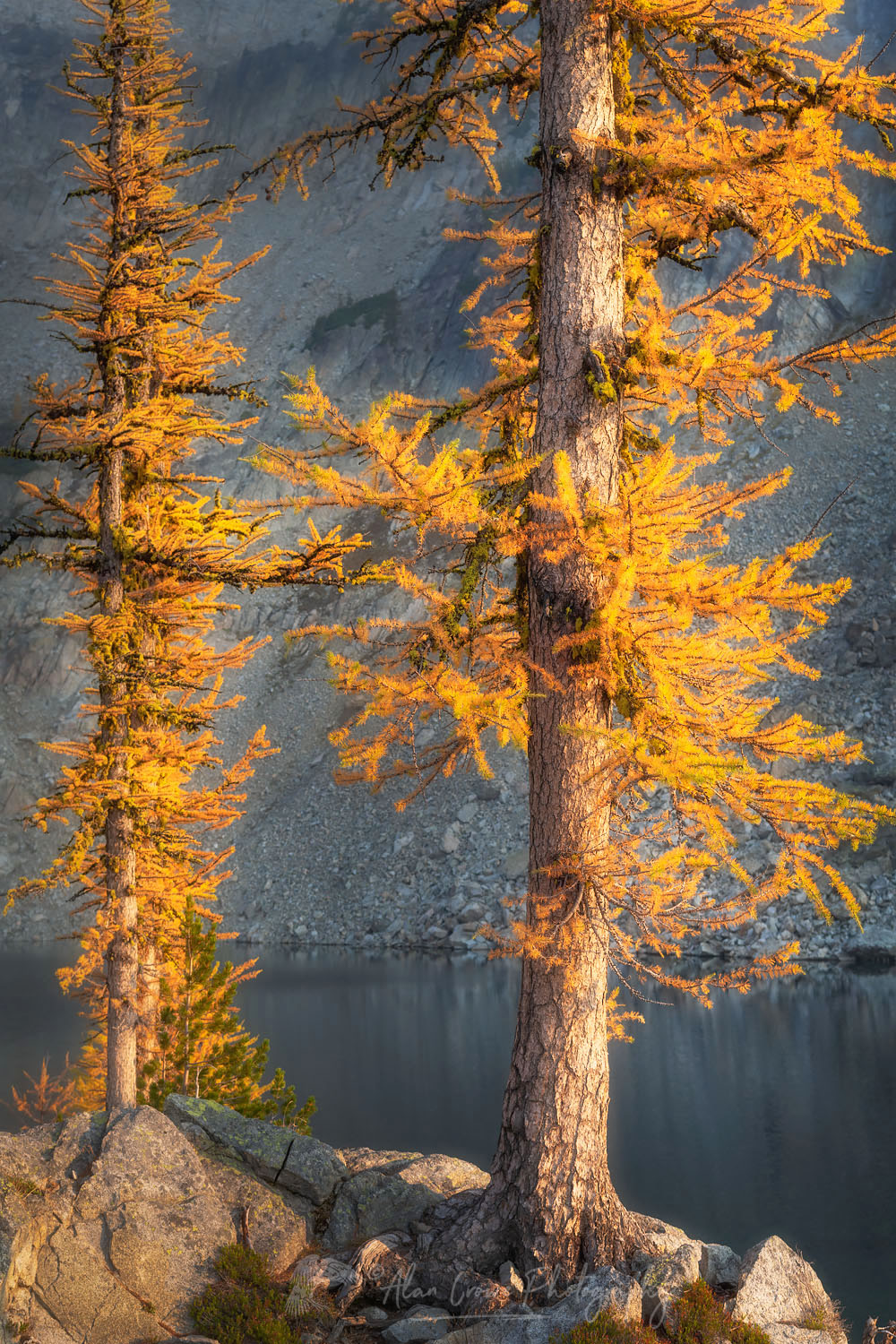 Subalpine Larches (Larix lyallii) in golden autumn color. Stiletto Lake, North Cascades National Park Washington #70208or