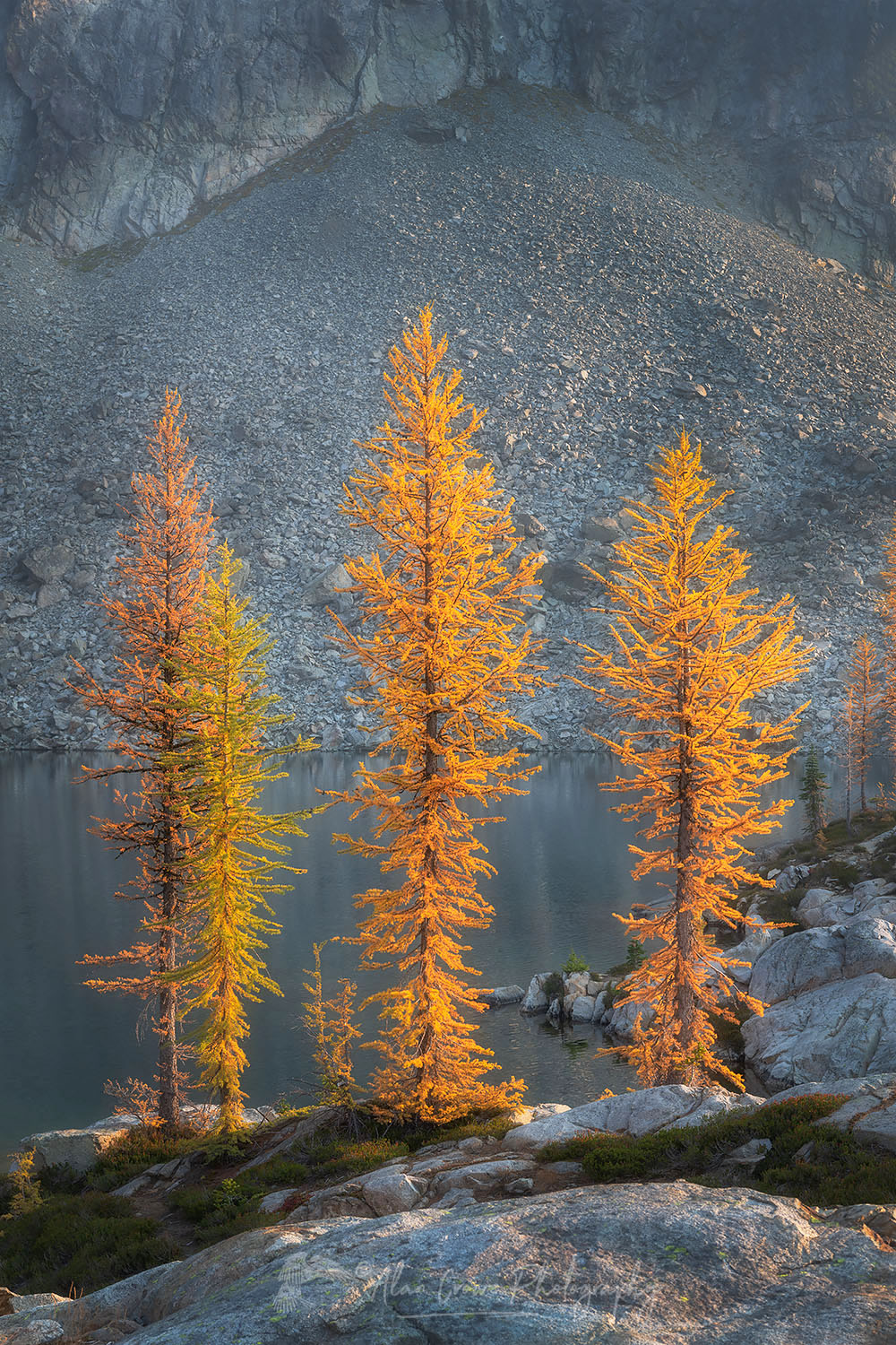 Subalpine Larches (Larix lyallii) in golden autumn color. Stiletto Lake, North Cascades National Park Washington #70222or