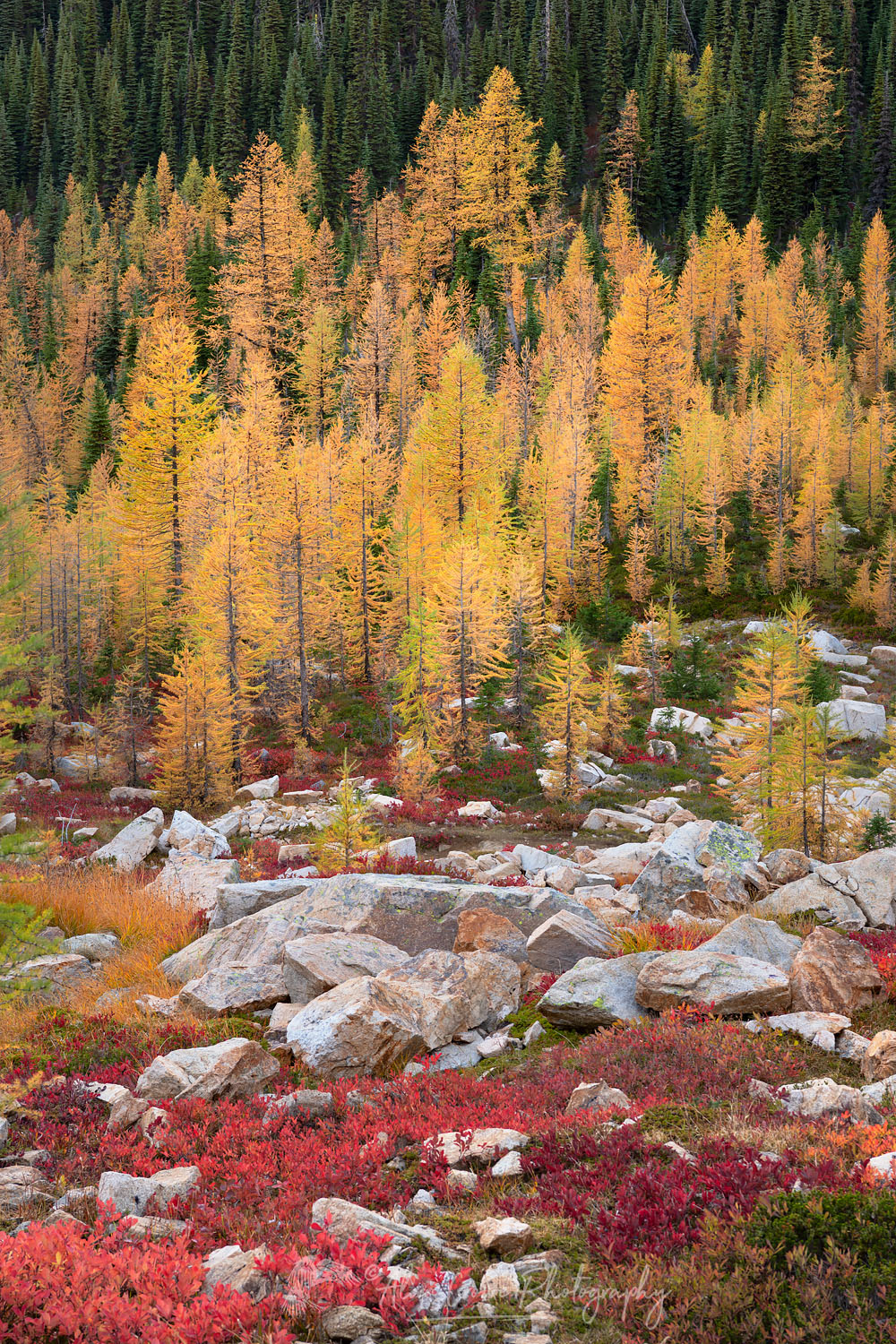 Subalpine Larches (Larix lyallii) in golden autumn color near Cutthroat Pass. North Cascades Washington #70489