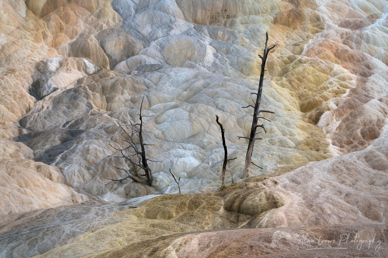 Dead trees entombed in travertine deposits, Mammoth Hot Springs, Yellowstone National Park #67995
