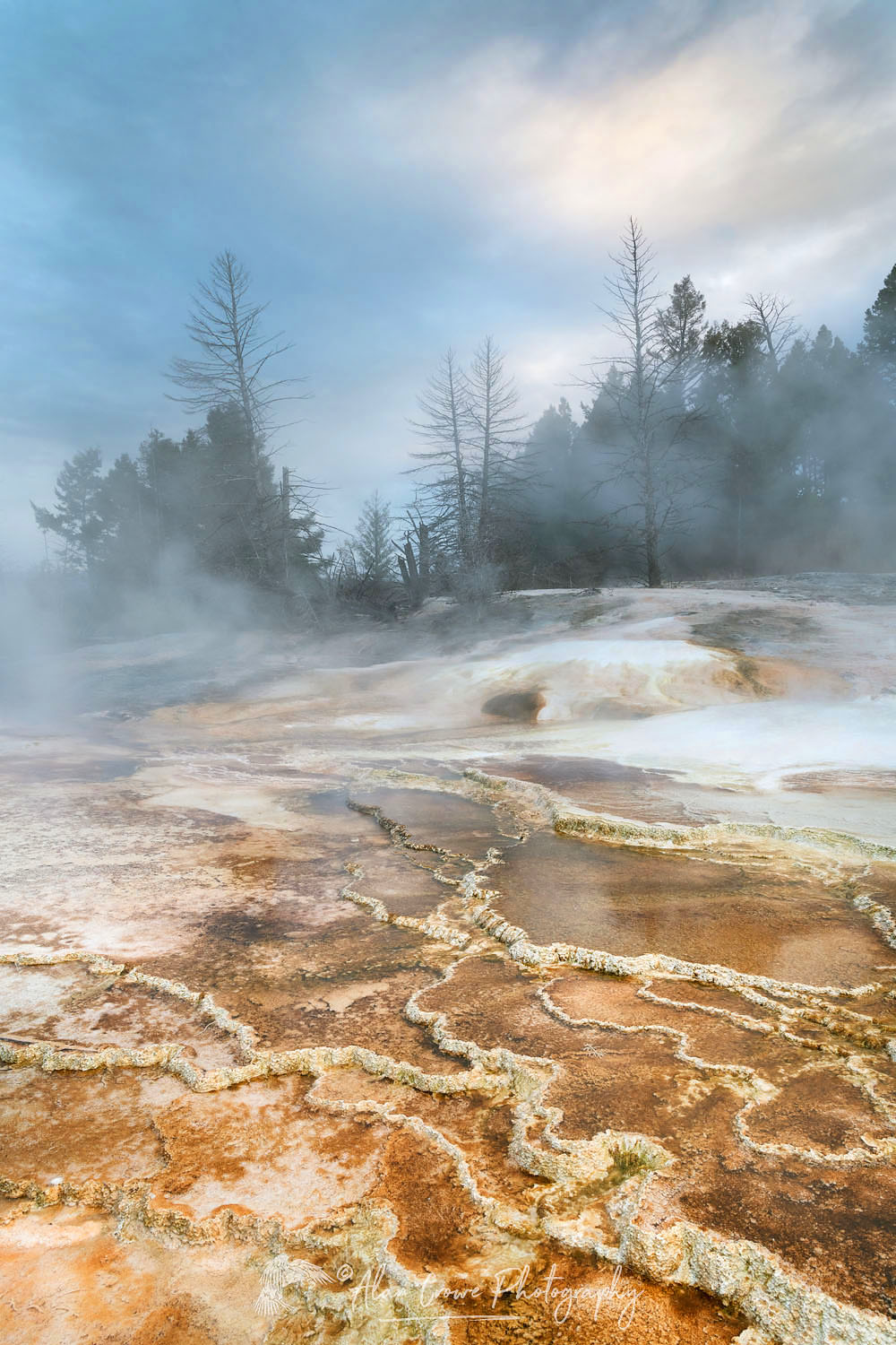 Grassy Spring. Desposits of travertine colored by thermophilic bacteria, Upper Terraces Mammoth Hot Springs, Yellowstone National Park #68032