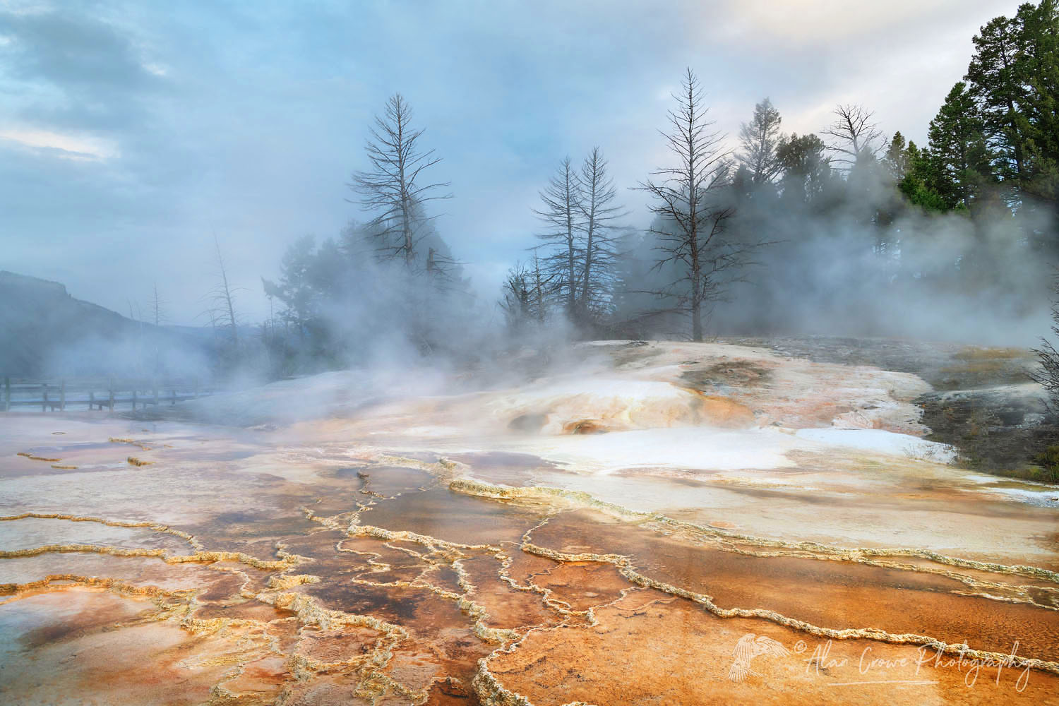 Grassy Spring. Desposits of travertine colored by thermophilic bacteria, Upper Terraces Mammoth Hot Springs, Yellowstone National Park #68033