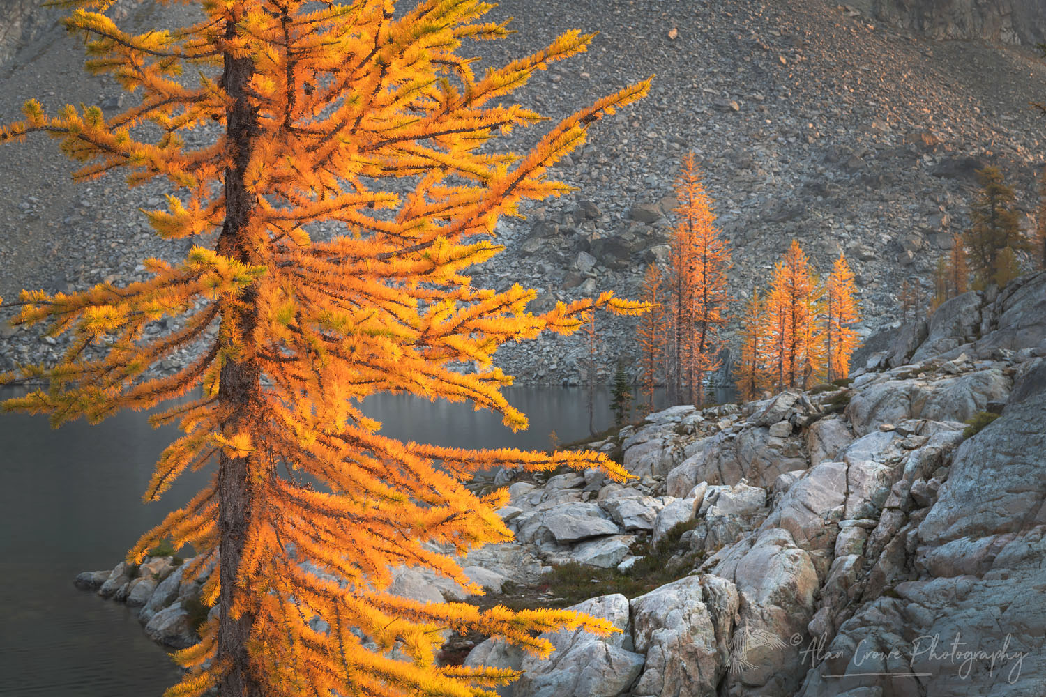 Subalpine Larches (Larix lyallii) in golden autumn color. Stiletto Lake, North Cascades National Park Washington #70206