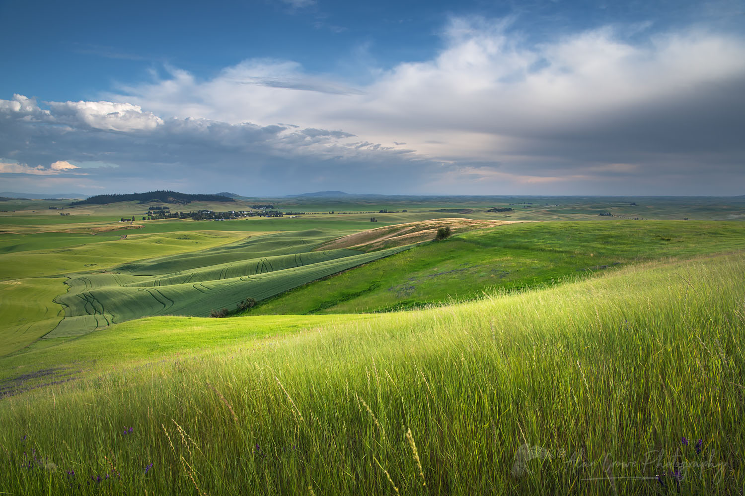 View of the Palouse from grassy hillside near Farmington Washington #68703