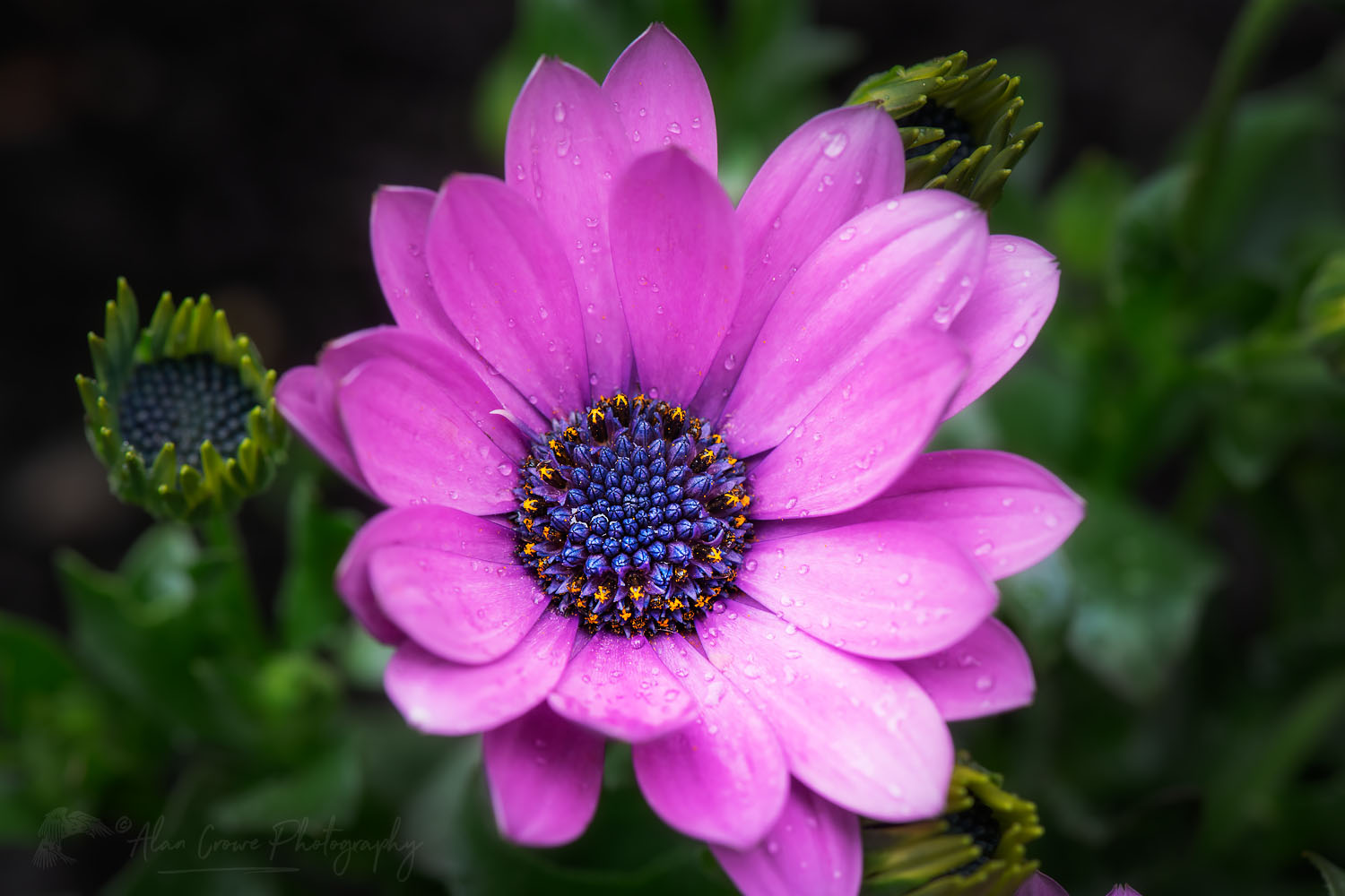 Purple African Daisy #68436