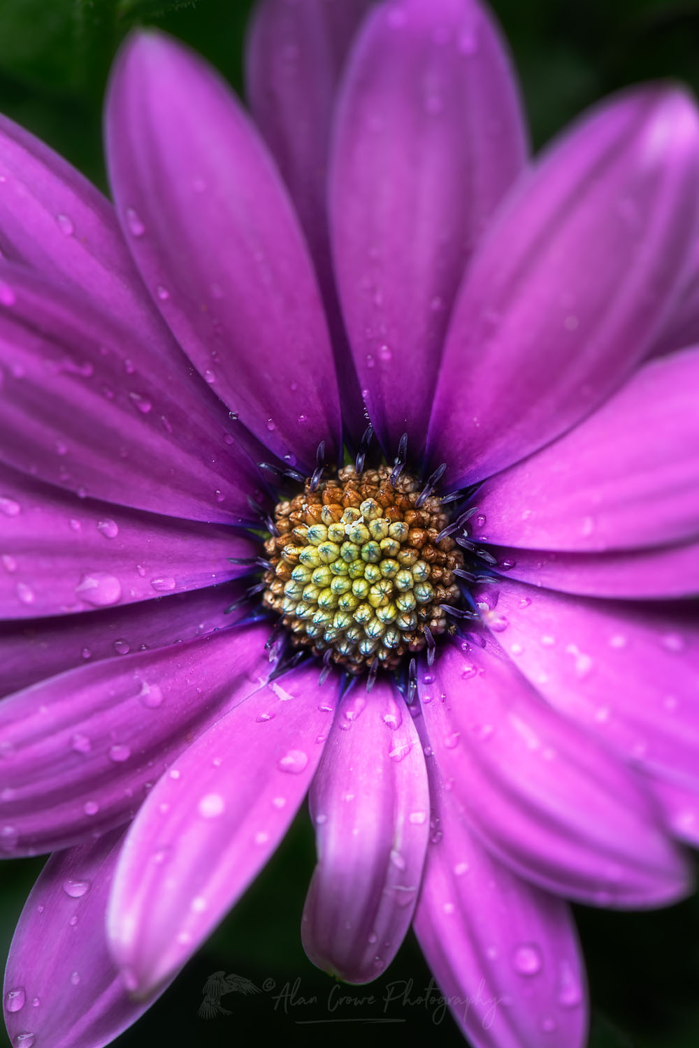 Purple African Daisy