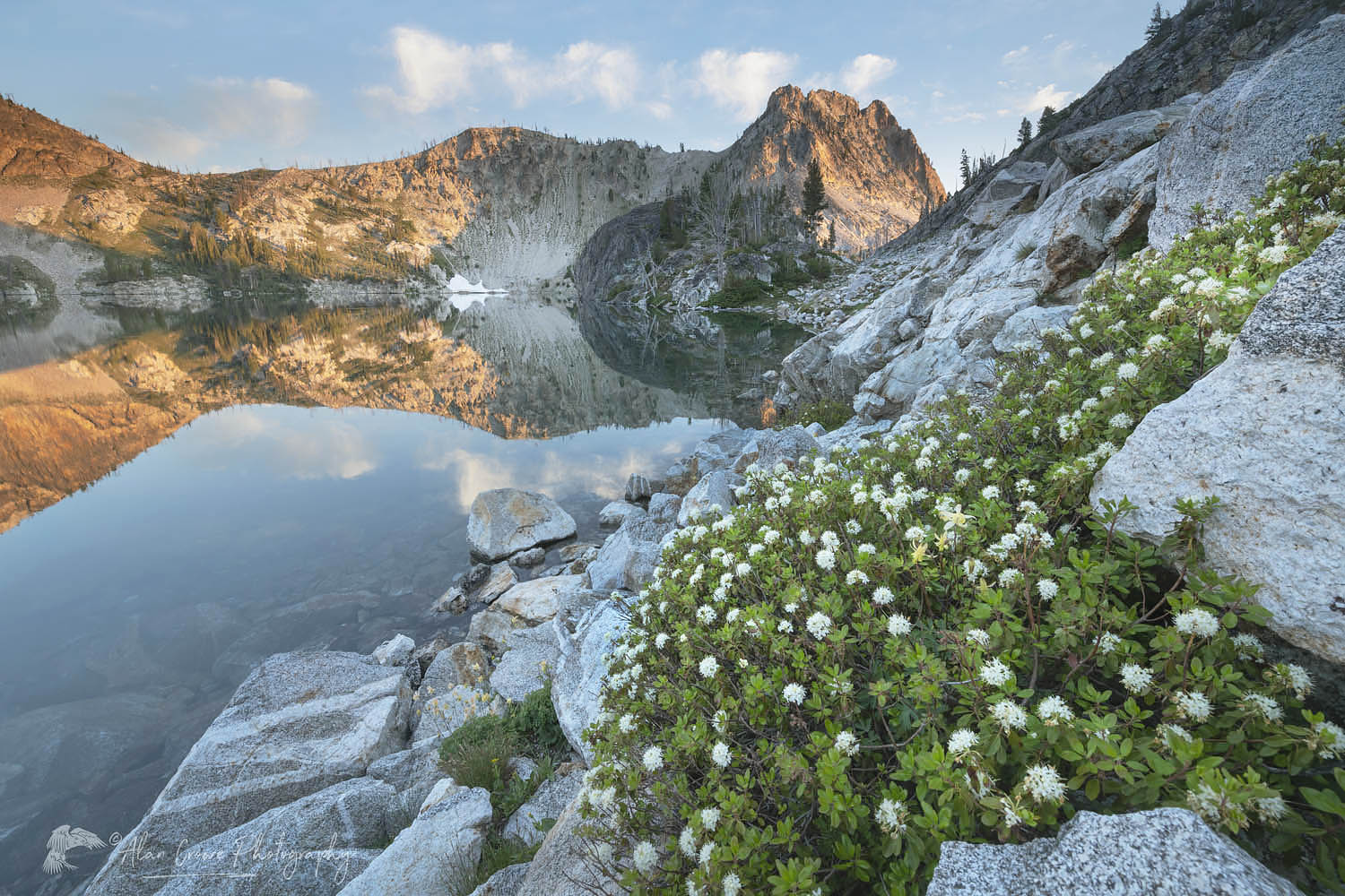 Trapper's Tea (Ledum glandulosum) growing amid boulder field on edge of Sawtooth, Lake Sawtooth Mountains Idaho #65898