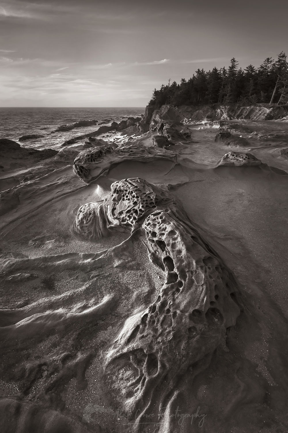 Eroded sandstone concretions and formations at Shore Acres State Park Oregon #68560bw