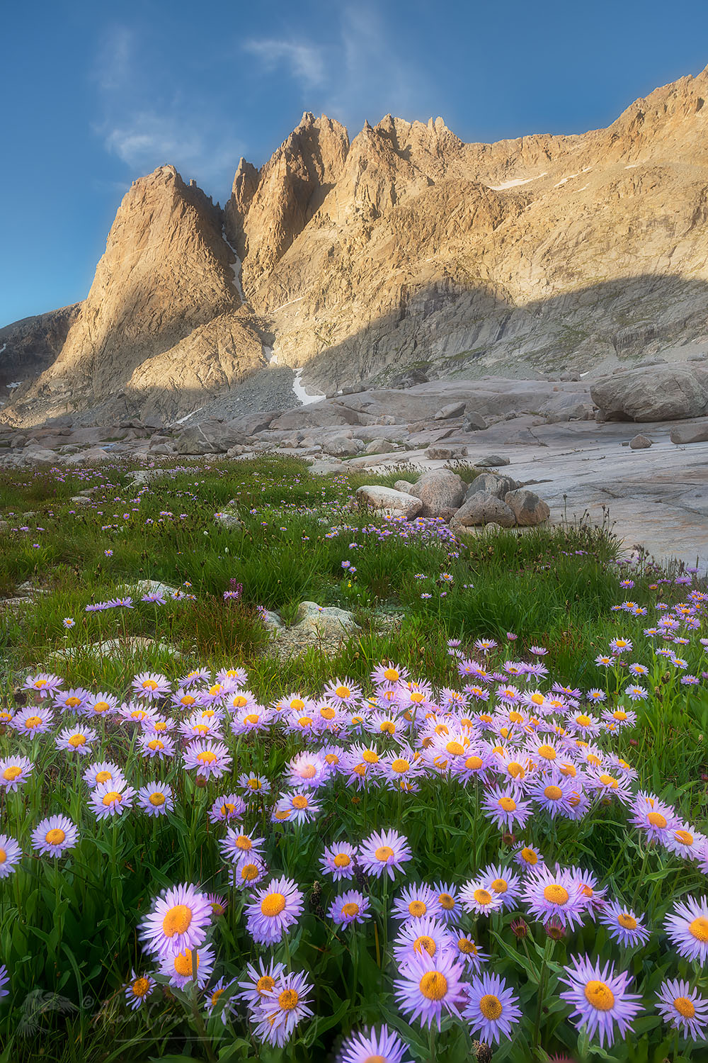Mount Helen and field of purple Asters growing in Upper Titcomb Basin, Bridger Wilderness, Wind River Range Wyoming #66700or