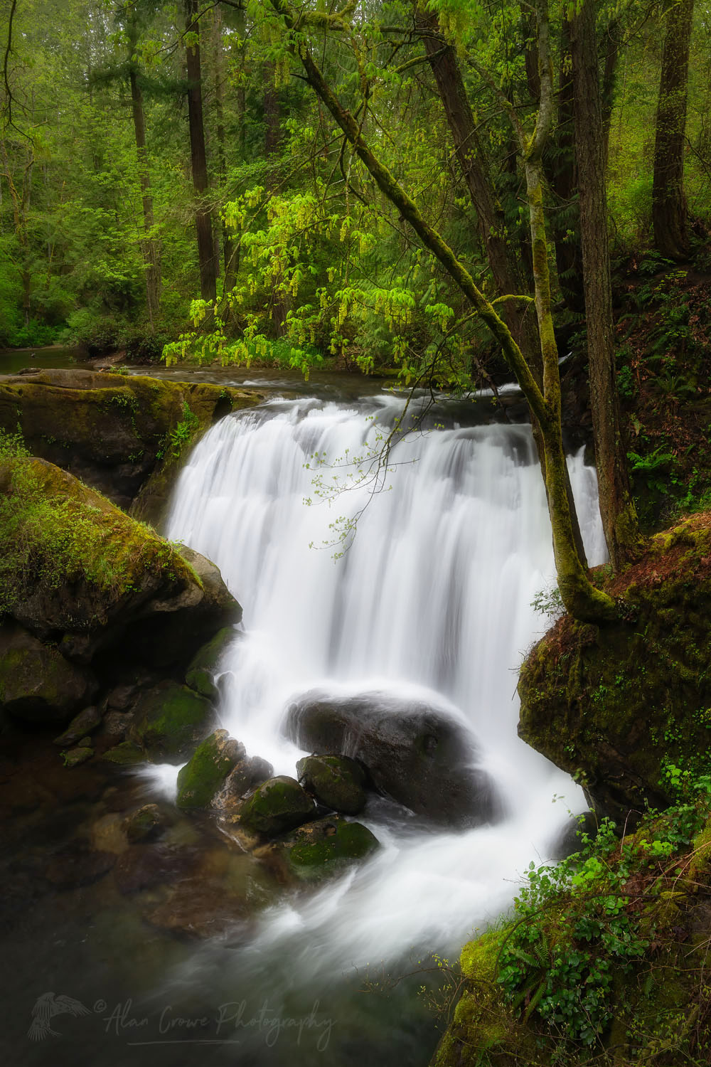 Whatcom Falls, Whatcom Falls City Park, Bellingham Washington