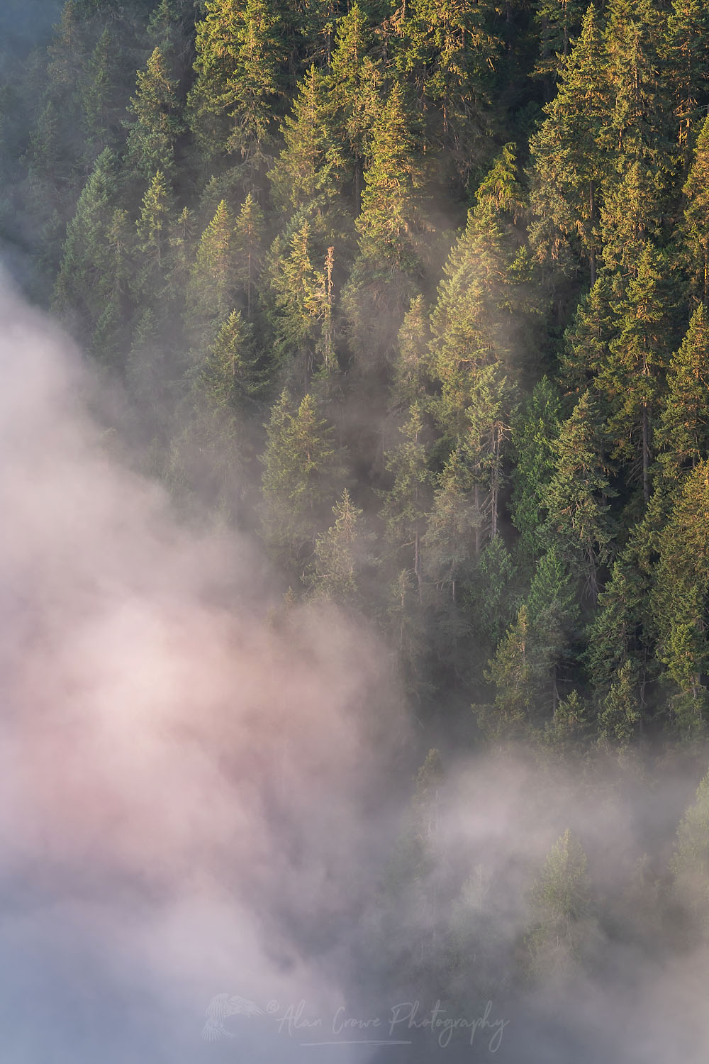 Fog in valley and slopes of Olympic Mountains. Olympic National Park Washington #71848