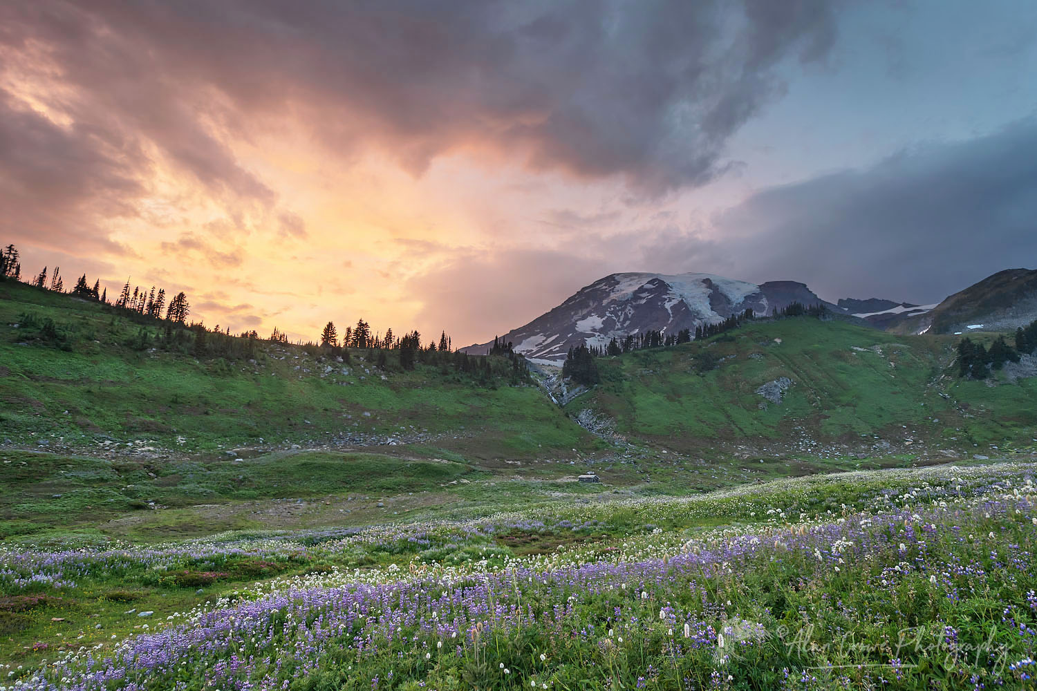 Sunset over wildflower meadows of Paradise containing a mixture of Broadleaf Lupines, and American Bistort. Mount Rainier National Park, Washington #73195