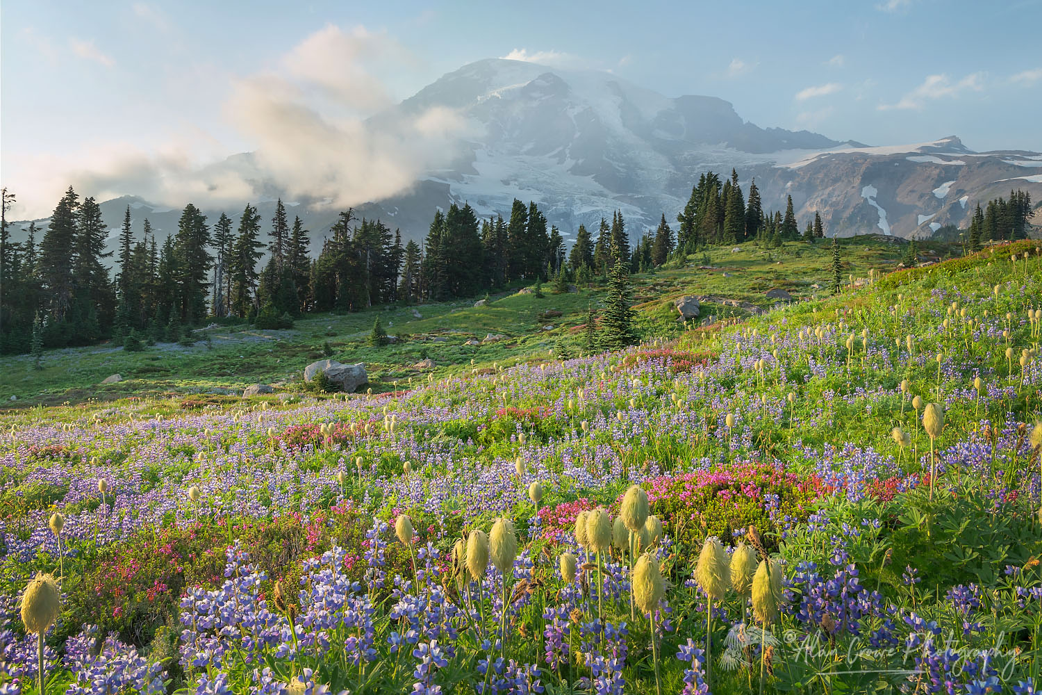 Mount Rainier Paradise wildflower meadows containing a mixture of Western Anemone, Broadleaf Lupines, Pink Mountain Heather, and American Bistort. Mount Rainier National Park, Washington #73230