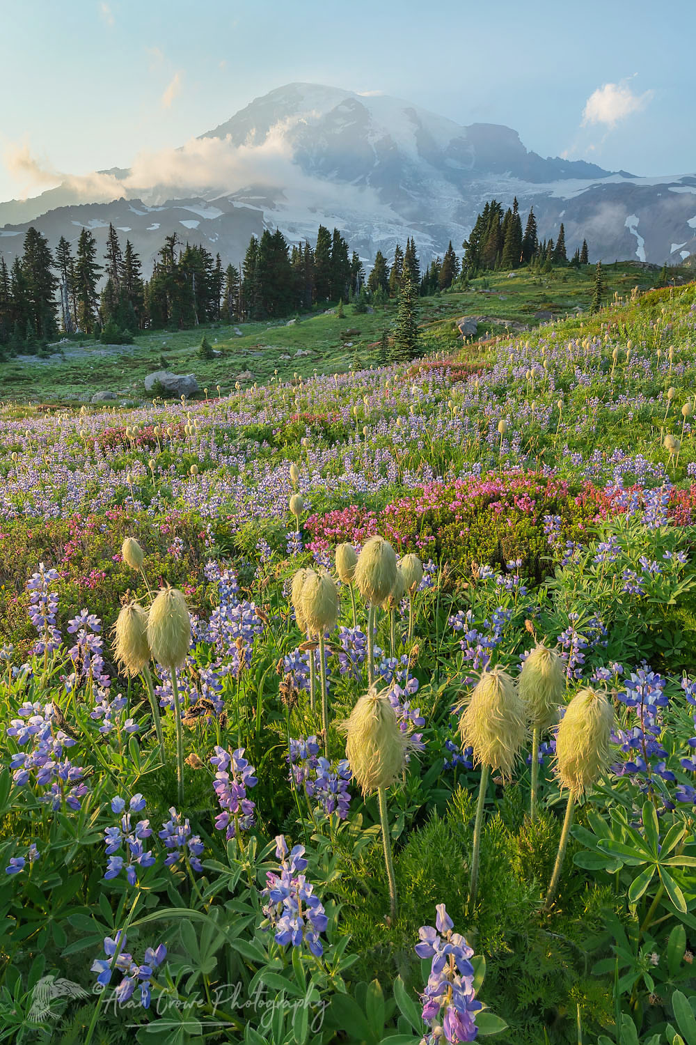 Mount Rainier Paradise wildflower meadows containing a mixture of Western Anemone, Broadleaf Lupines, Pink Mountain Heather, and American Bistort. Mount Rainier National Park, Washington #73244