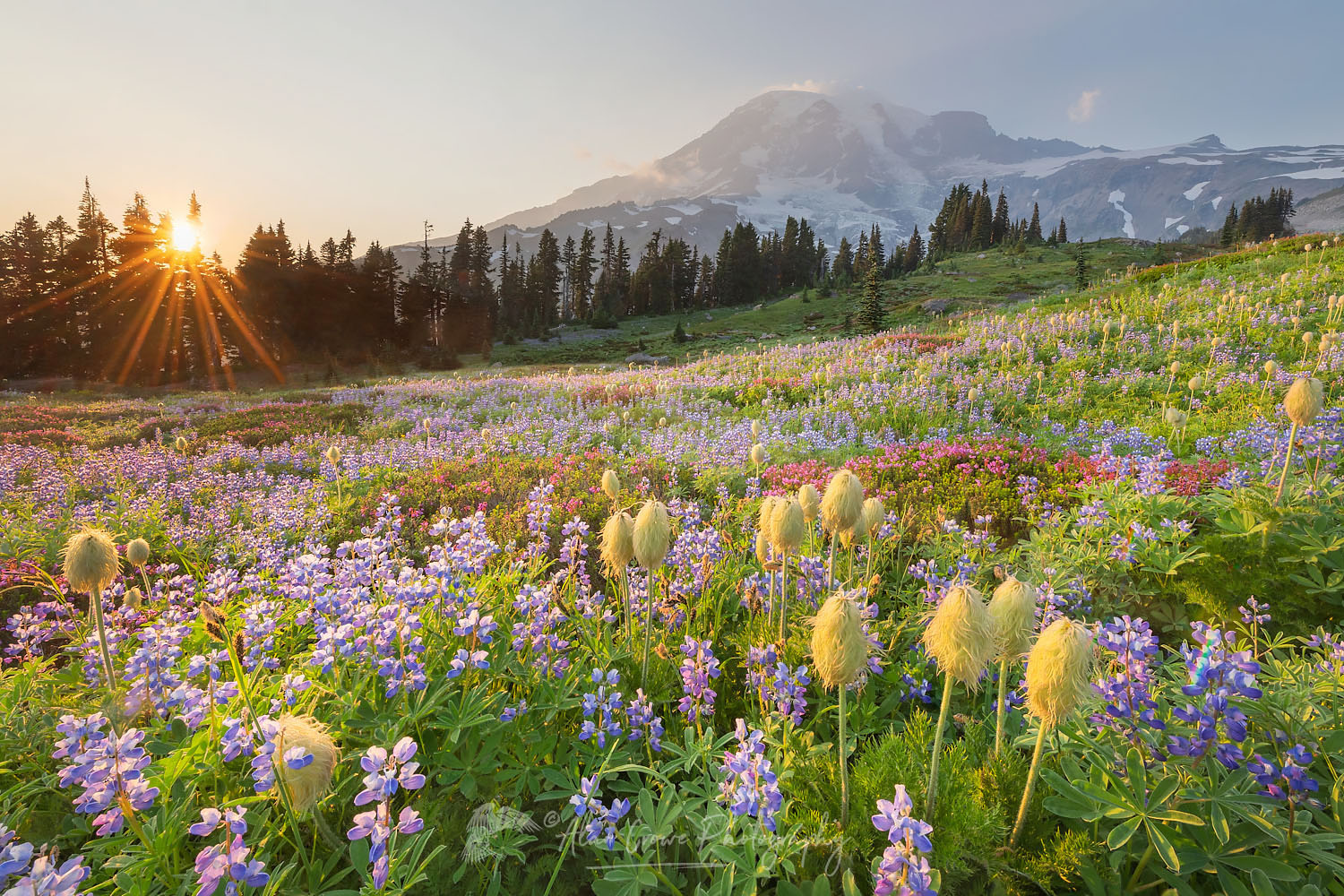 Sunset over Mount Rainier Paradise wildflower meadows. Containing a mixture of Western Anemone, Broadleaf Lupines, Pink Mountain Heather, and American Bistort. Mount Rainier National Park, Washington #73268b
