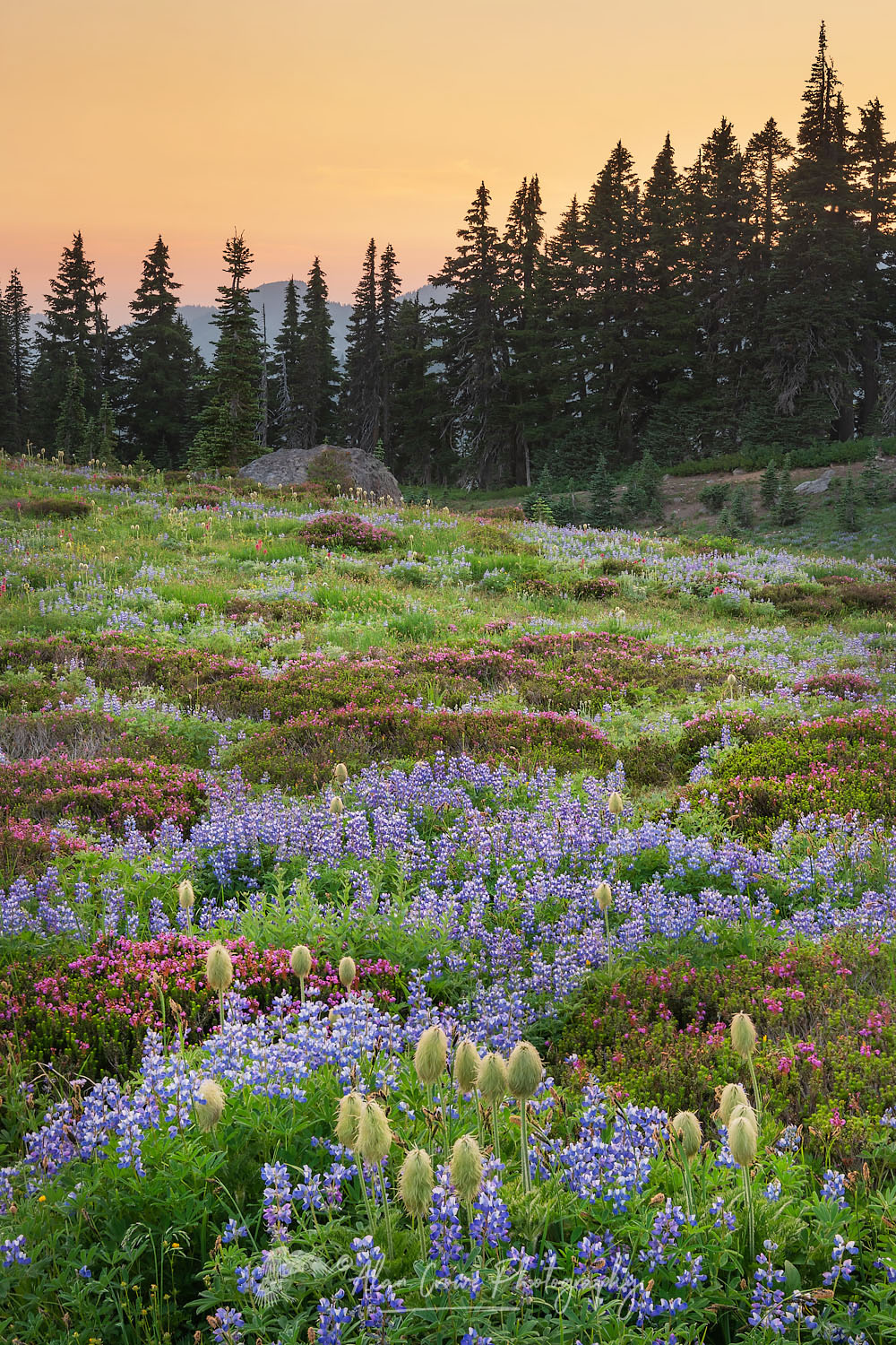 Mount Rainier Paradise wildflower meadows containing a mixture of Western Anemone, Broadleaf Lupines, Pink Mountain Heather, and American Bistort. Mount Rainier National Park, Washington #73347