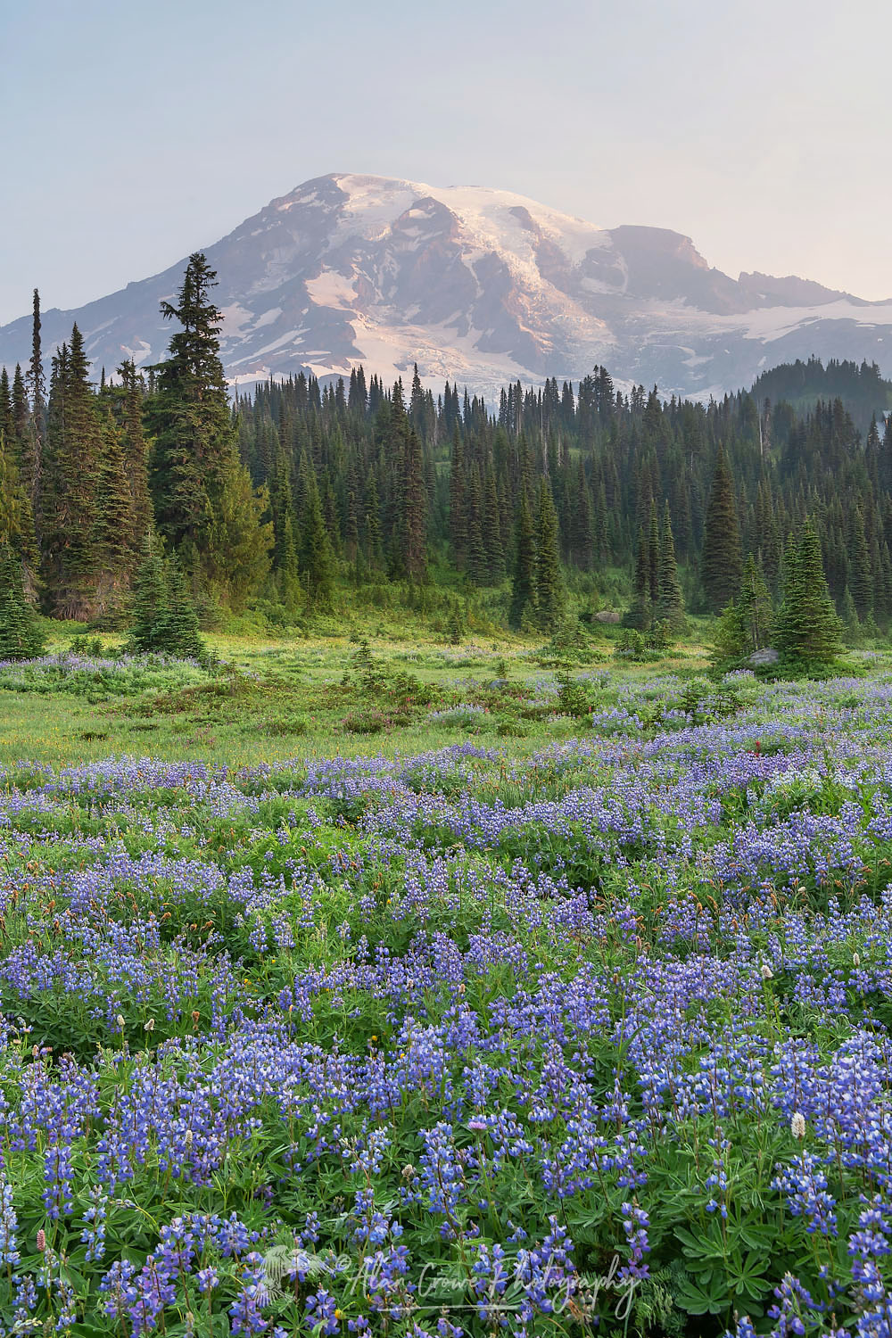 Mount Rainier Paradise wildflower meadows containing Broadleaf Lupines. Mount Rainier National Park, Washington #73440