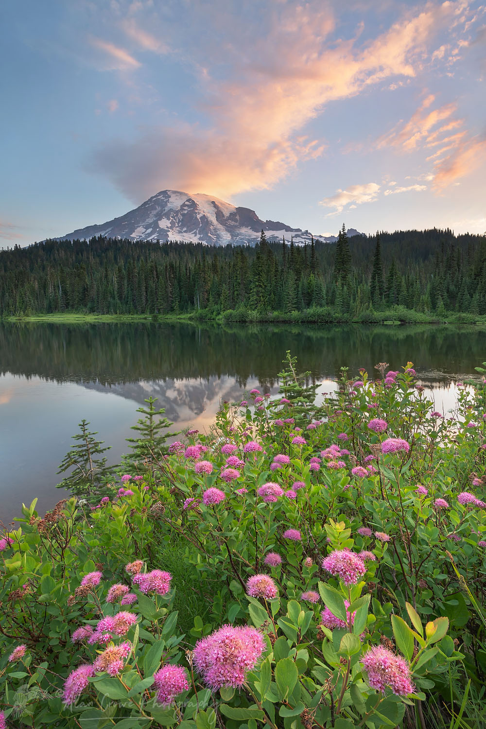 Sunrise over Mount Rainier seen from Reflection Lake, Rosy Spirea (Spirea splendens) is in the foreground. Mount Rainier National Park Washington #73103