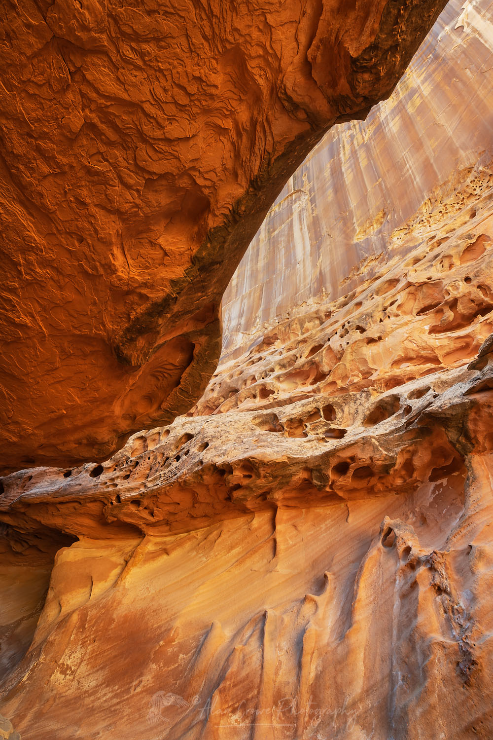 Eroded sandstone walls and overhangs in the"subway" slot portion of Crack Canyon San Rafael Reef Utah #75128