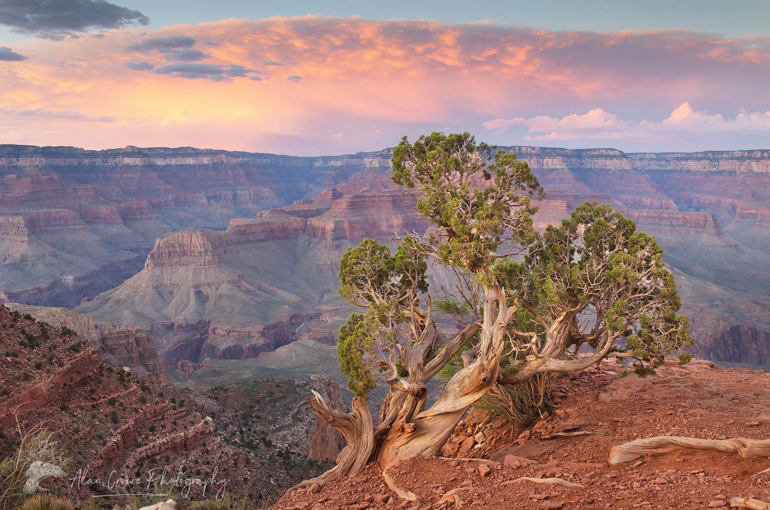 Clearing storm and juniper tree from Cedar Ridge, Grand Canyon National Park #55570