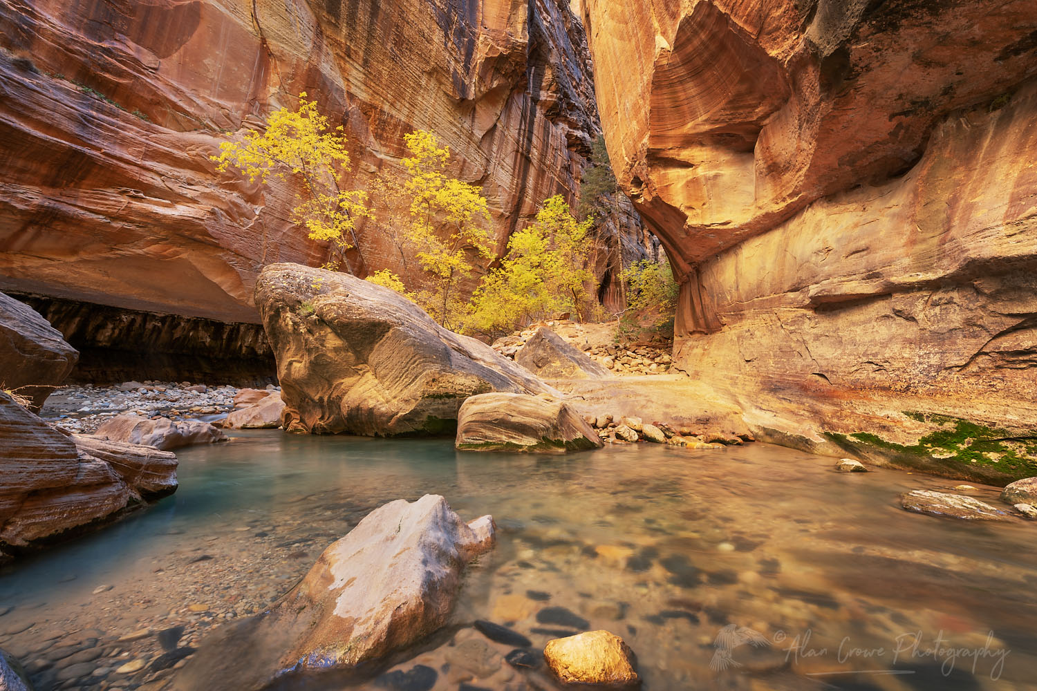 Fall color in Zion Canyon Narrows Zion National Park Utah #76910