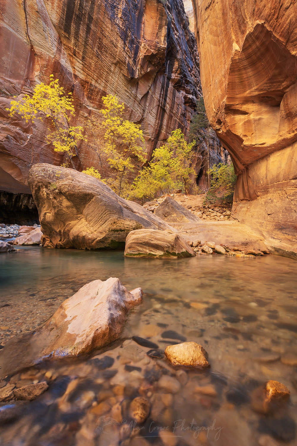 Fall color in Zion Canyon Narrows Zion National Park Utah #76911
