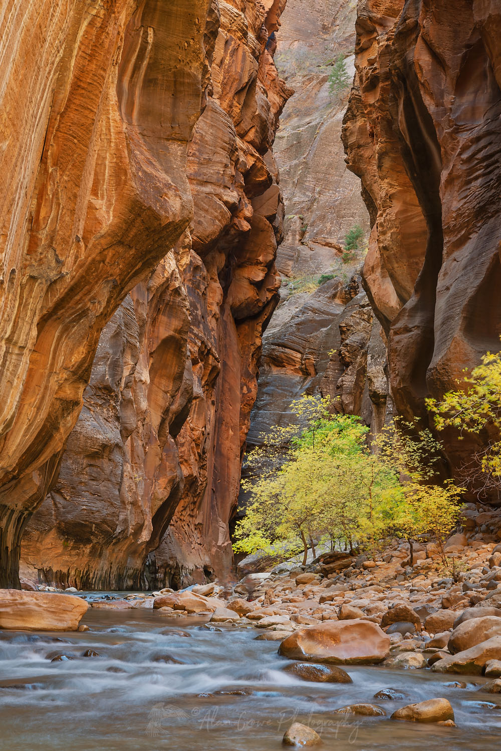 Fall color in Zion Canyon Narrows Zion National Park Utah #76927