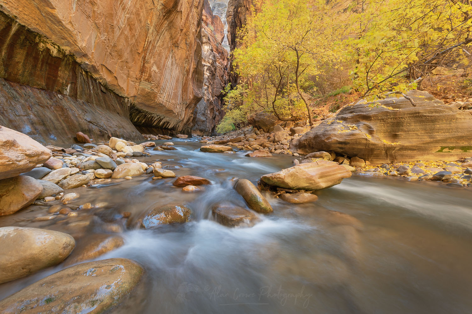 Fall color in Zion Canyon Narrows Zion National Park Utah #76931