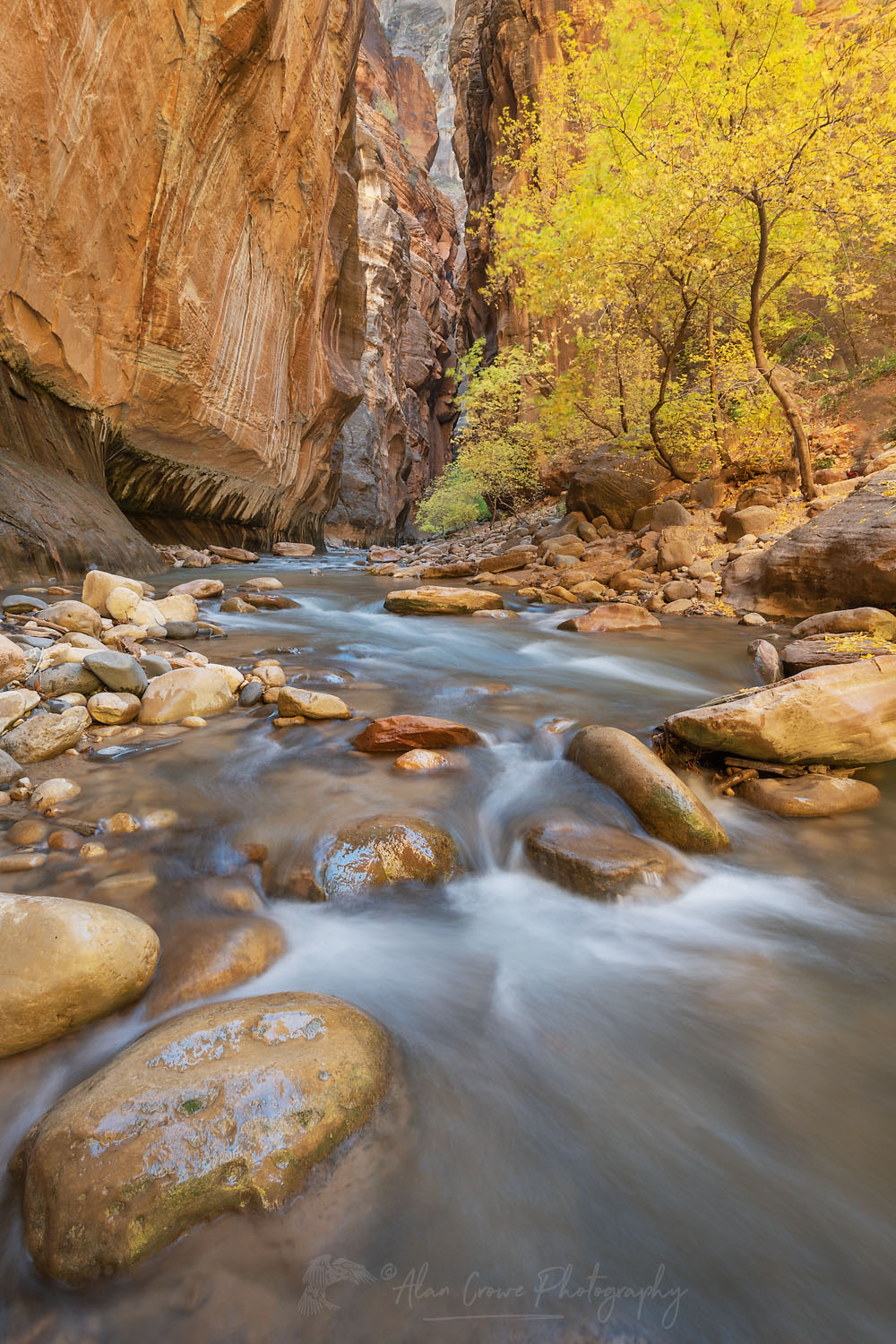 Fall color in Zion Canyon Narrows Zion National Park Utah #76932