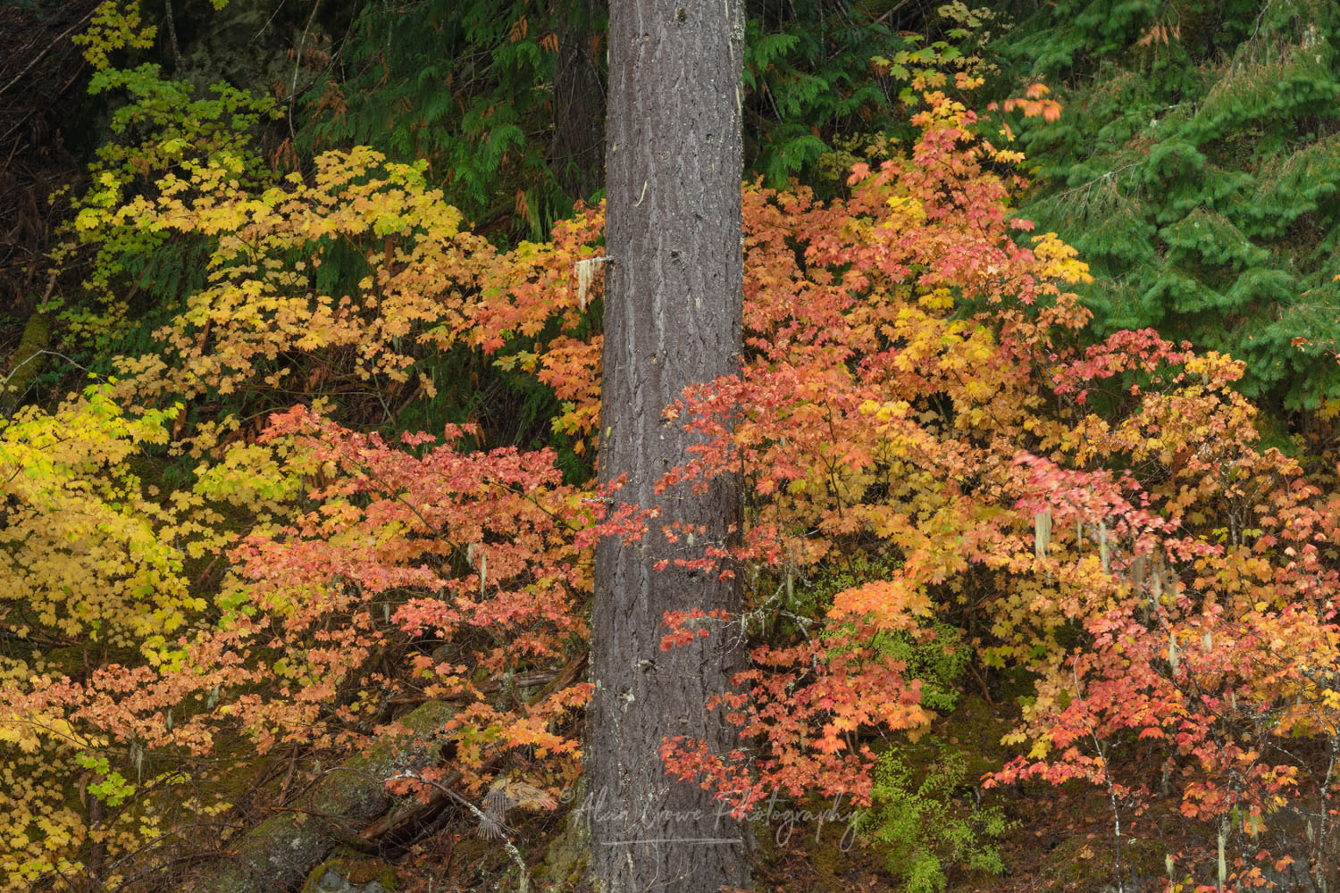 Douglas Fir and Vine Maple fall foliage North Cascades Washington #78881