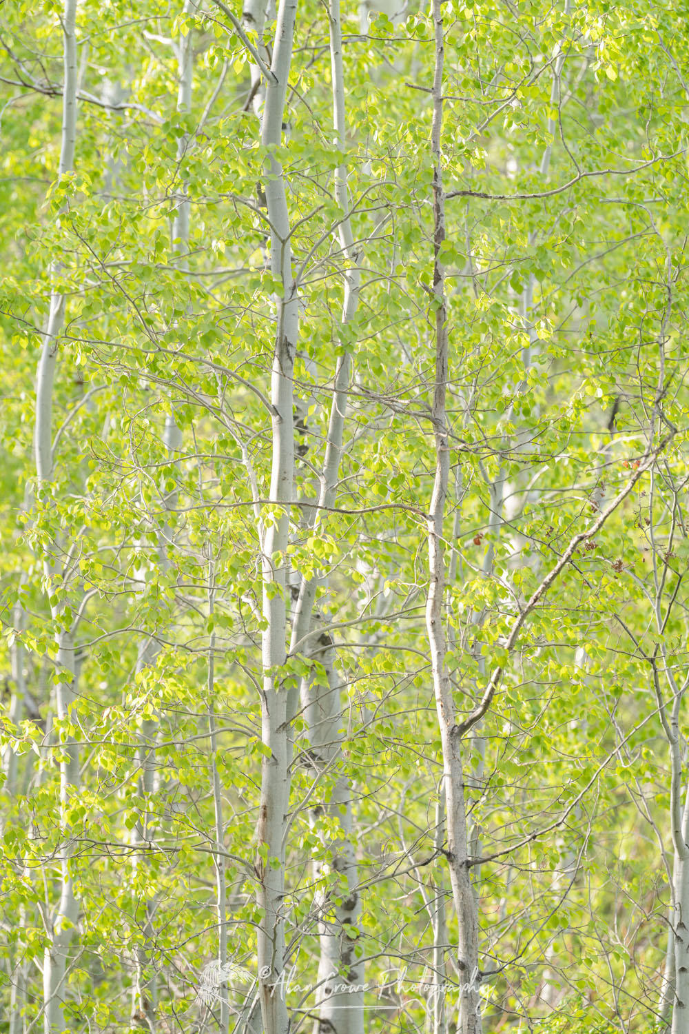 Aspens Methow Valley Washington #77702