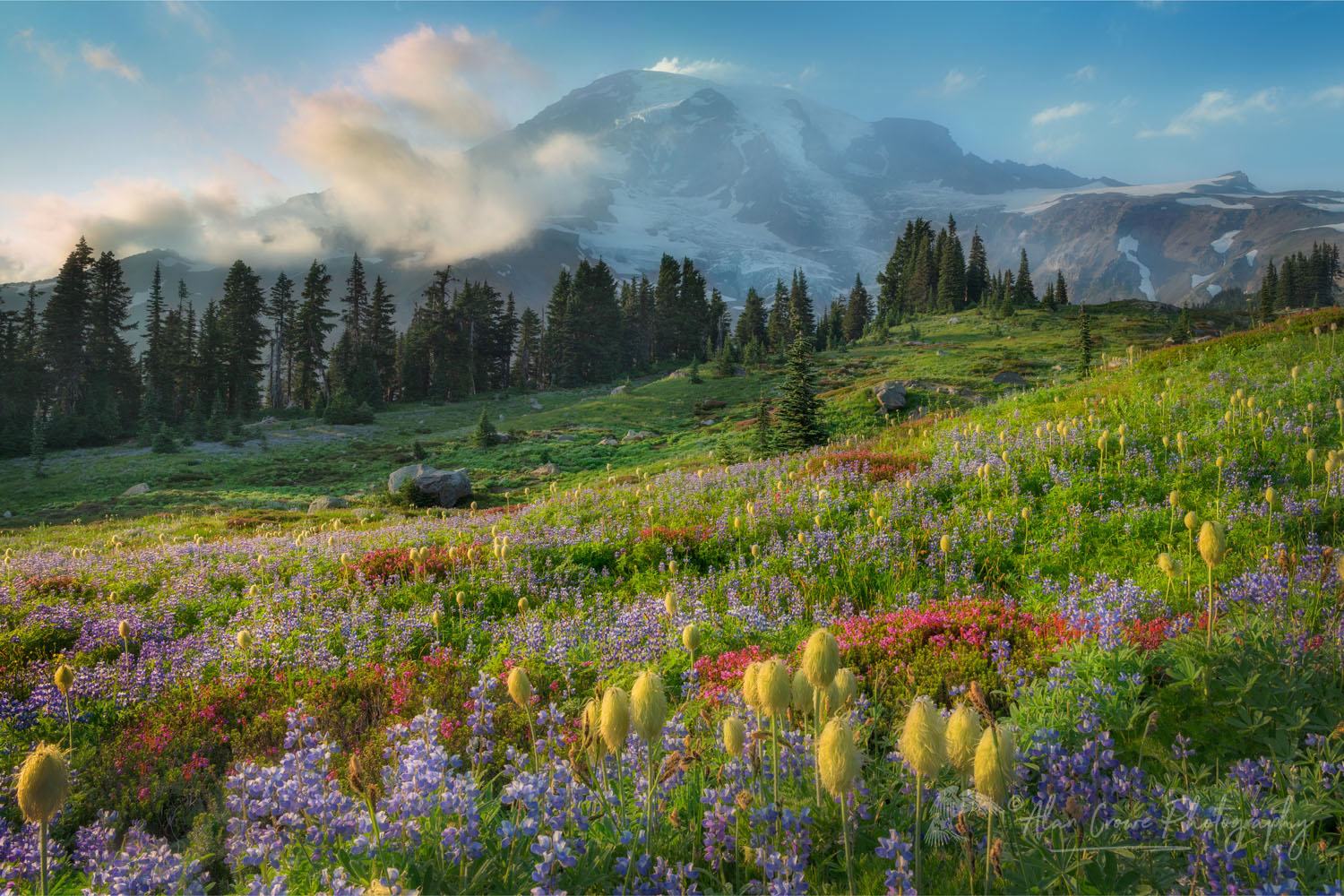 Paradise wildflower meadows Mount Rainier National Park, Washington #73230or