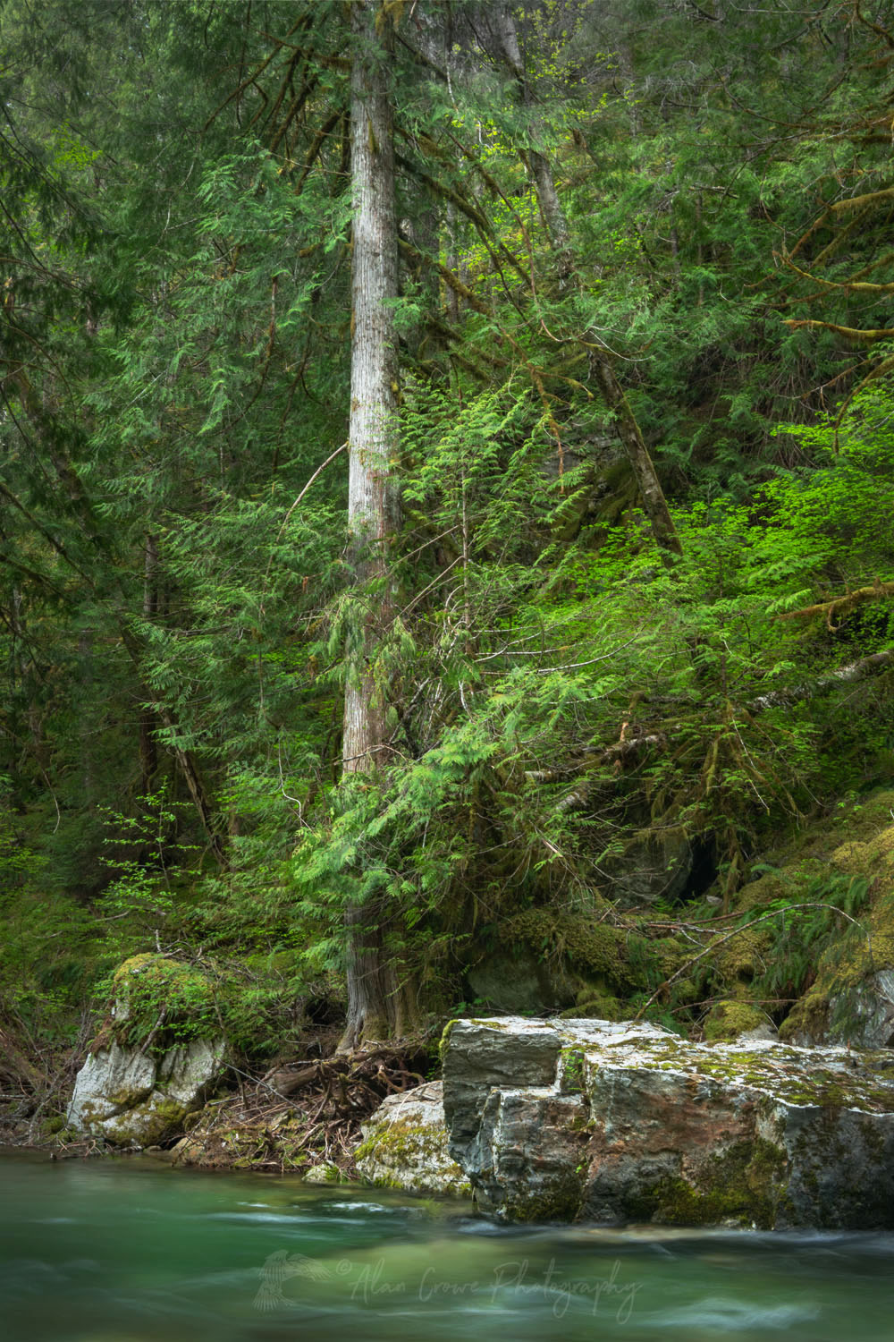 Old-growth forest along Stetattle Creek, North Cascades National Park, Washington #77801
