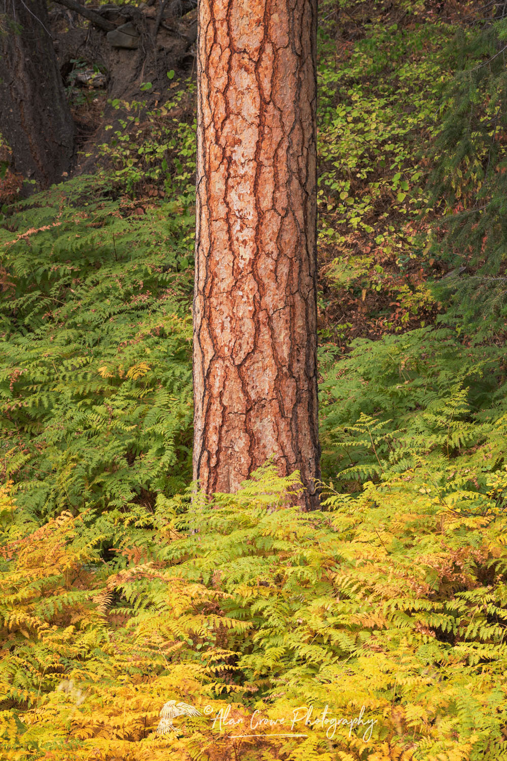 Ponderosa Pine and ferns in fall color. North Cascades Washington #78839