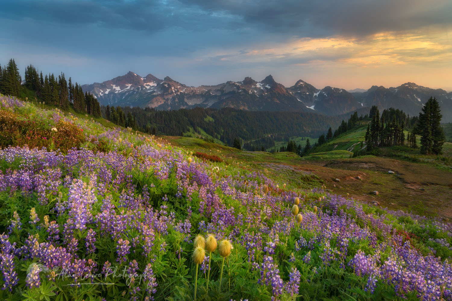 Tatoosh Range, Mount Rainier National Park, Washington #73159or