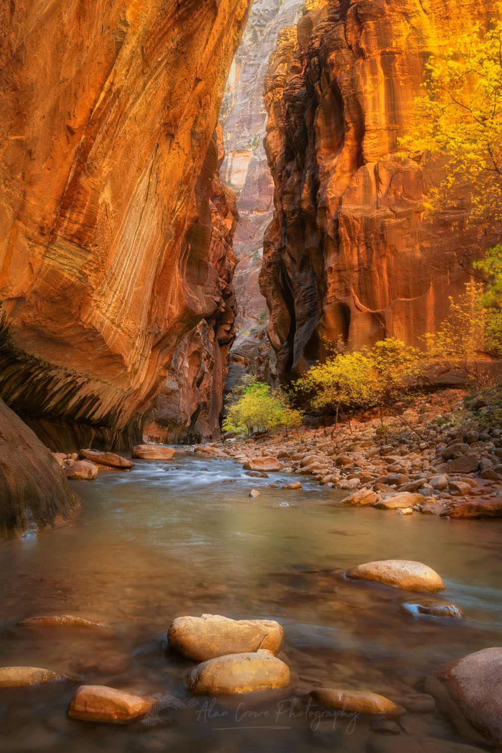 Fall color in Zion Canyon Narrows Zion National Park Utah #76925or
