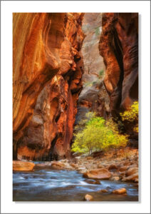 Fall color in Zion Canyon Narrows Zion National Park Utah