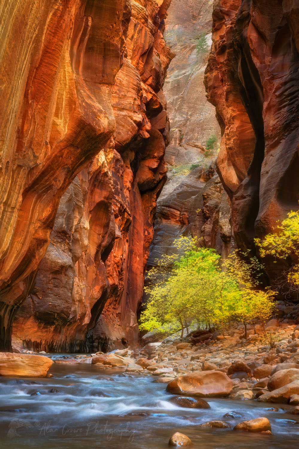 Fall color in Zion Canyon Narrows Zion National Park Utah #76927or